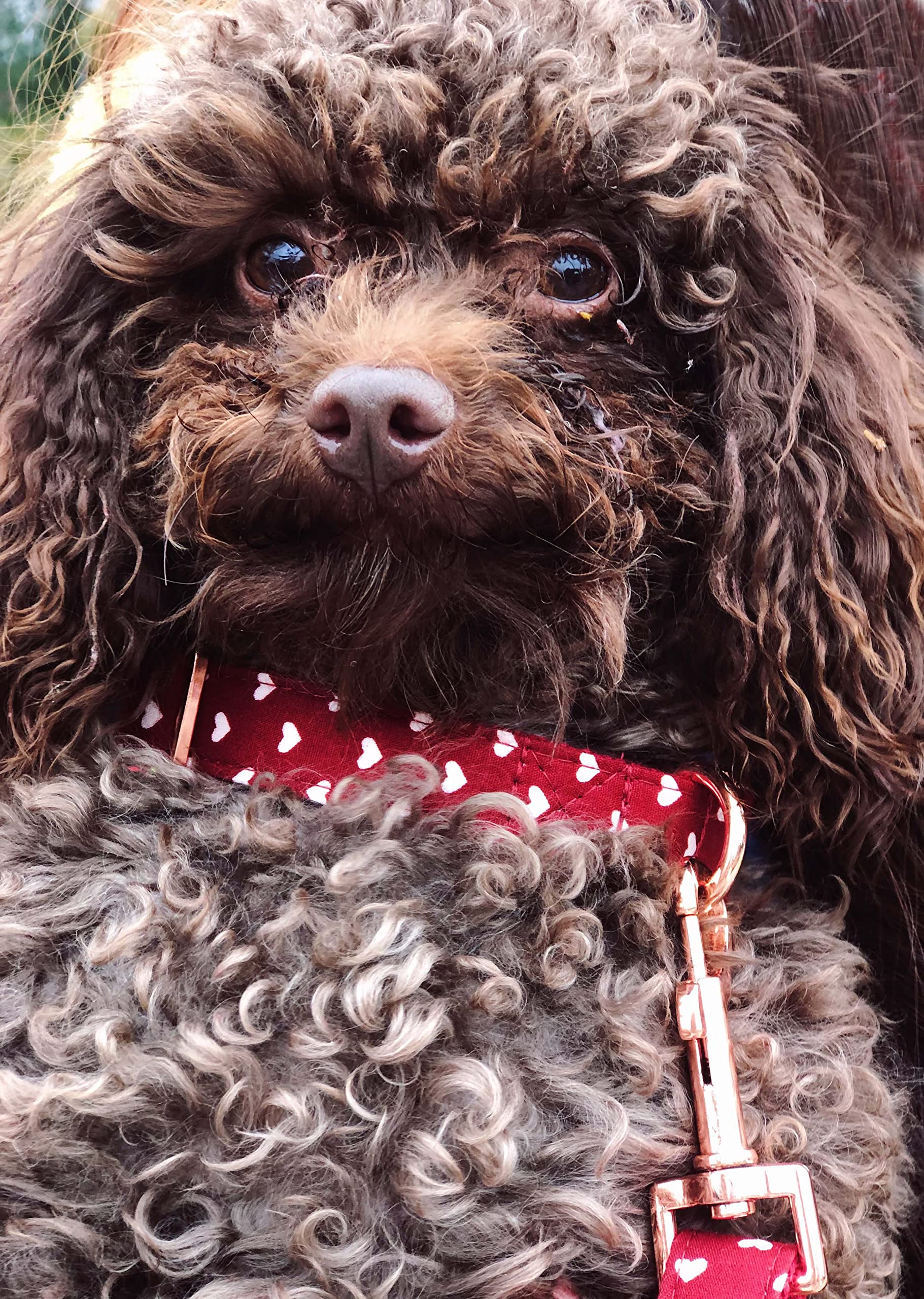 Bubblepup Zestaw obroży i smyczy, obroża dla psa ze smyczą, regulowana obroża dla psa i smycz dla małych, średnich i dużych psów (rozmiar L, serce)