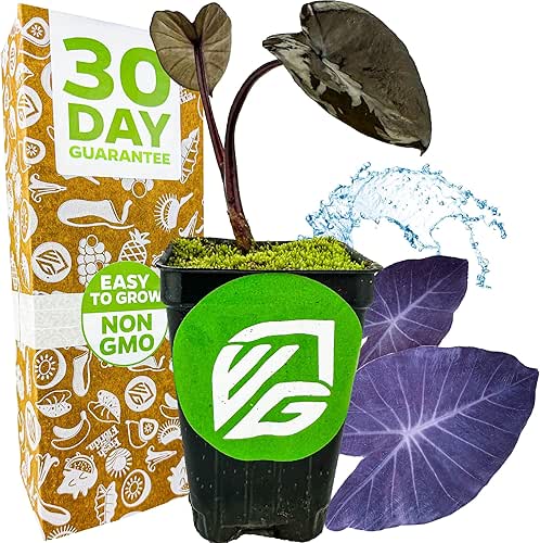 Black Magic Elephant Ear Live Plant - Colocasia esculenta by