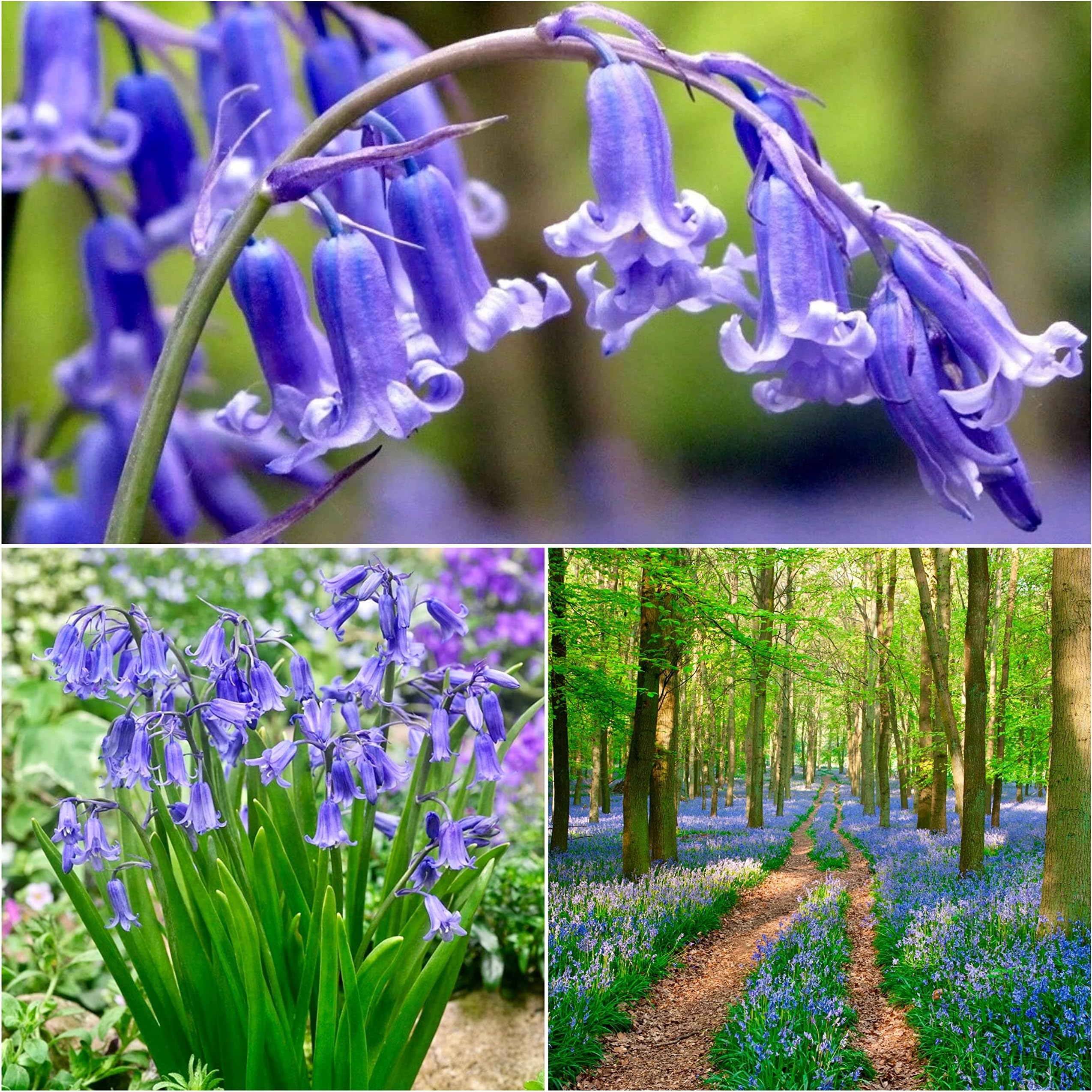 100 x English Bluebells Bulbs - Spring Flowering Bulbs - Bluebell Bulbs ...