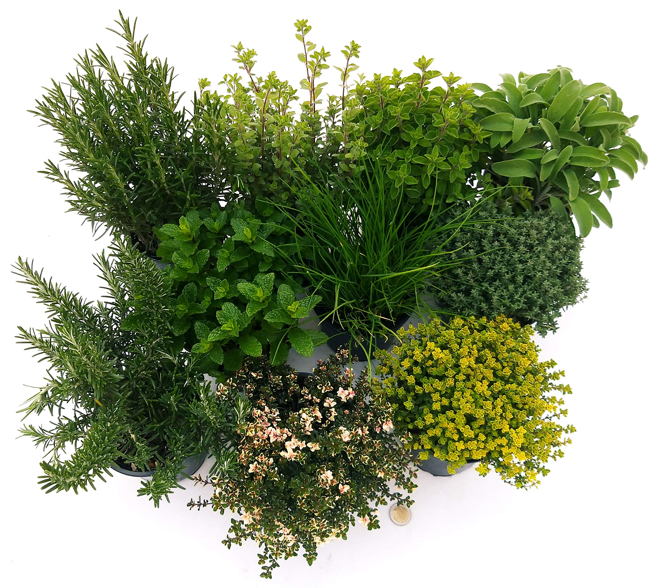 POWERS TO FLOWERS - 10 AROMATICHE BIO, VASO 14 CM, piante vere