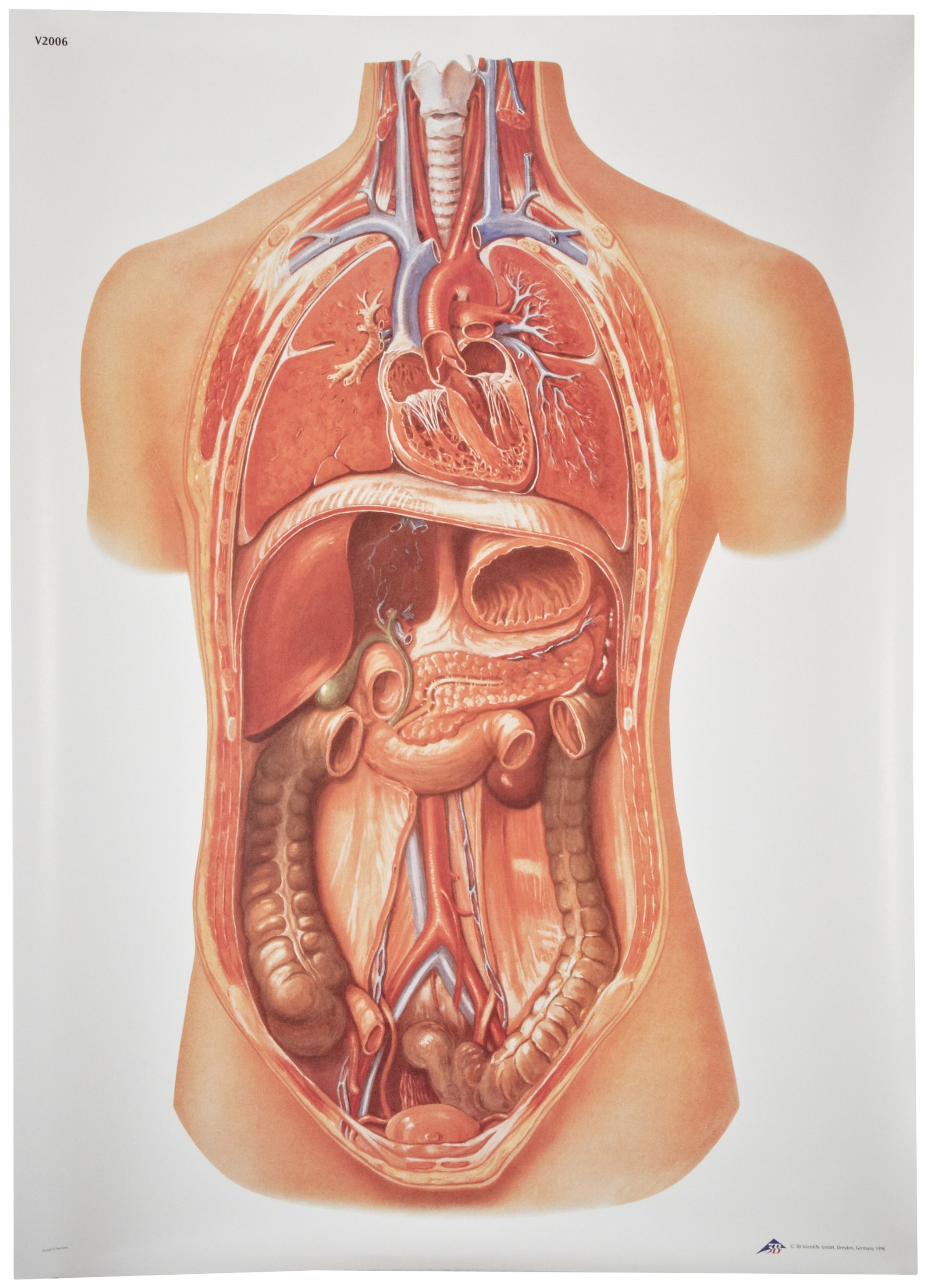 3B Scientific V2006U Internal organs Anatomical Chart without Wooden Rods, Oversize Poster, 33.1" Width x 46.5" Height