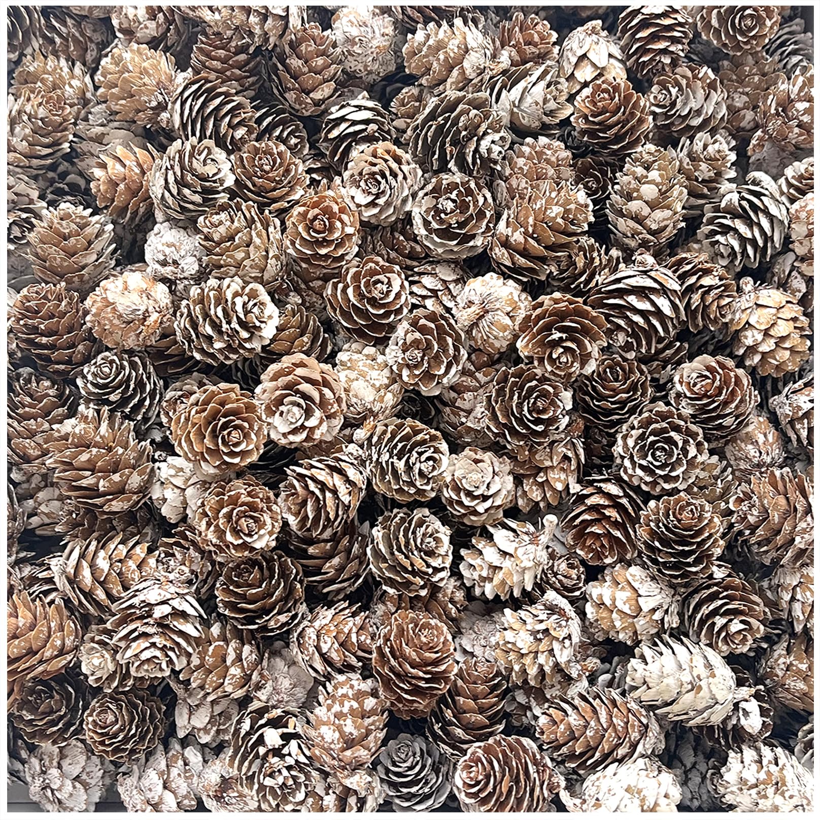 Ky-Tech Snow Pinecones 1-2Cm 100Pcs Snow Pine Cones 1-2Cm Mini Pine Cones Natural Pinecones For Craft Christmas Rustic Pinecones For Christmas Wreath Decorations Xmas Tree Decoration (1-2Cm)