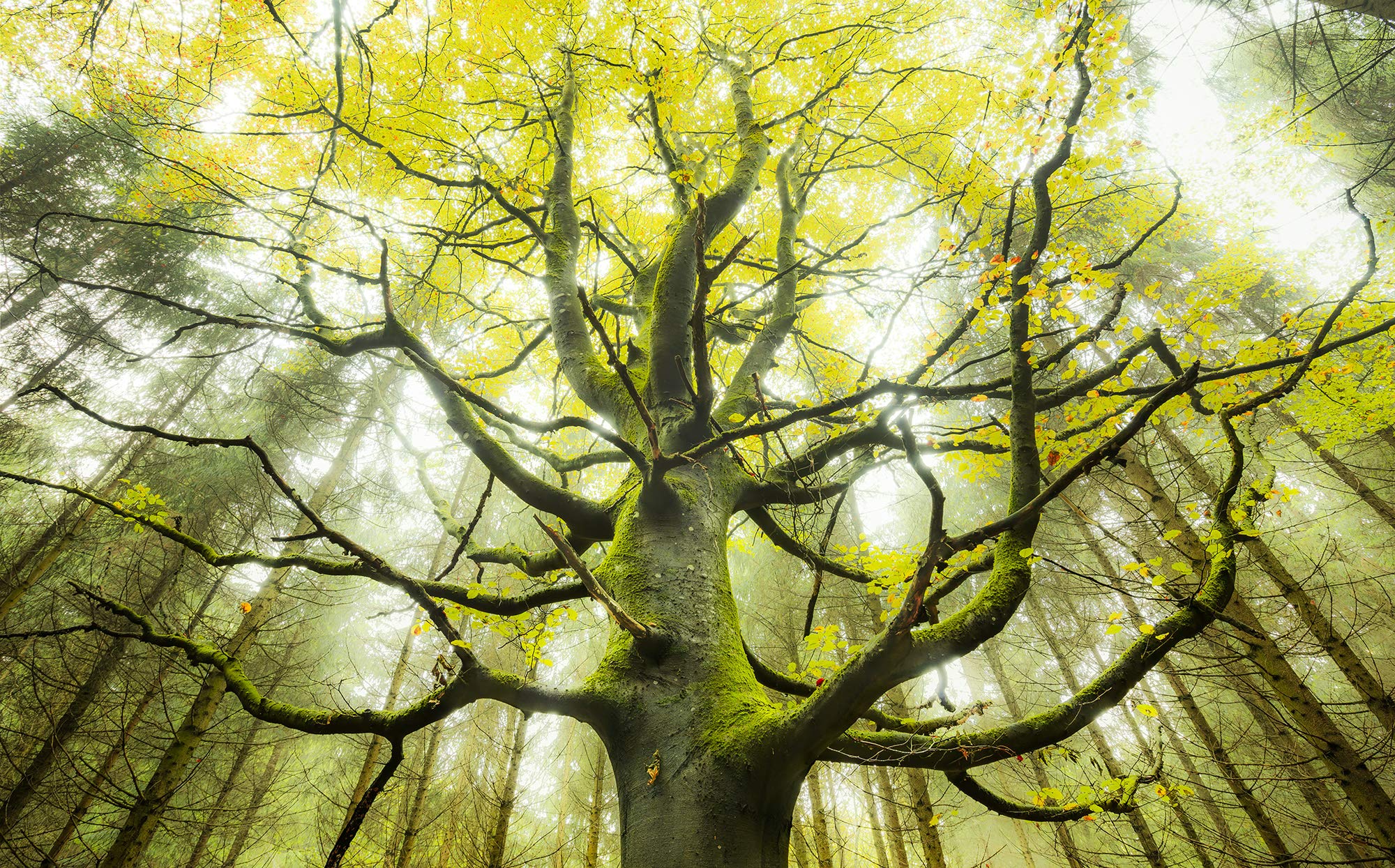 Komar fleece fotobehang BERGMAGIE | behang, XXL, decoratie, natuur, landschap, slaapkamer, woonkamer, kantoor, hal | Grootte 450 x 280 cm (breedte x hoogte) | SHX9-008, bont Komar fleece fotobehang BERGMAGIE | behang, XXL, decoratie, natuur, landschap, slaapkamer, woonkamer, kantoor, hal | Grootte 450 x 280 cm (breedte x hoogte) | SHX9-008, bont