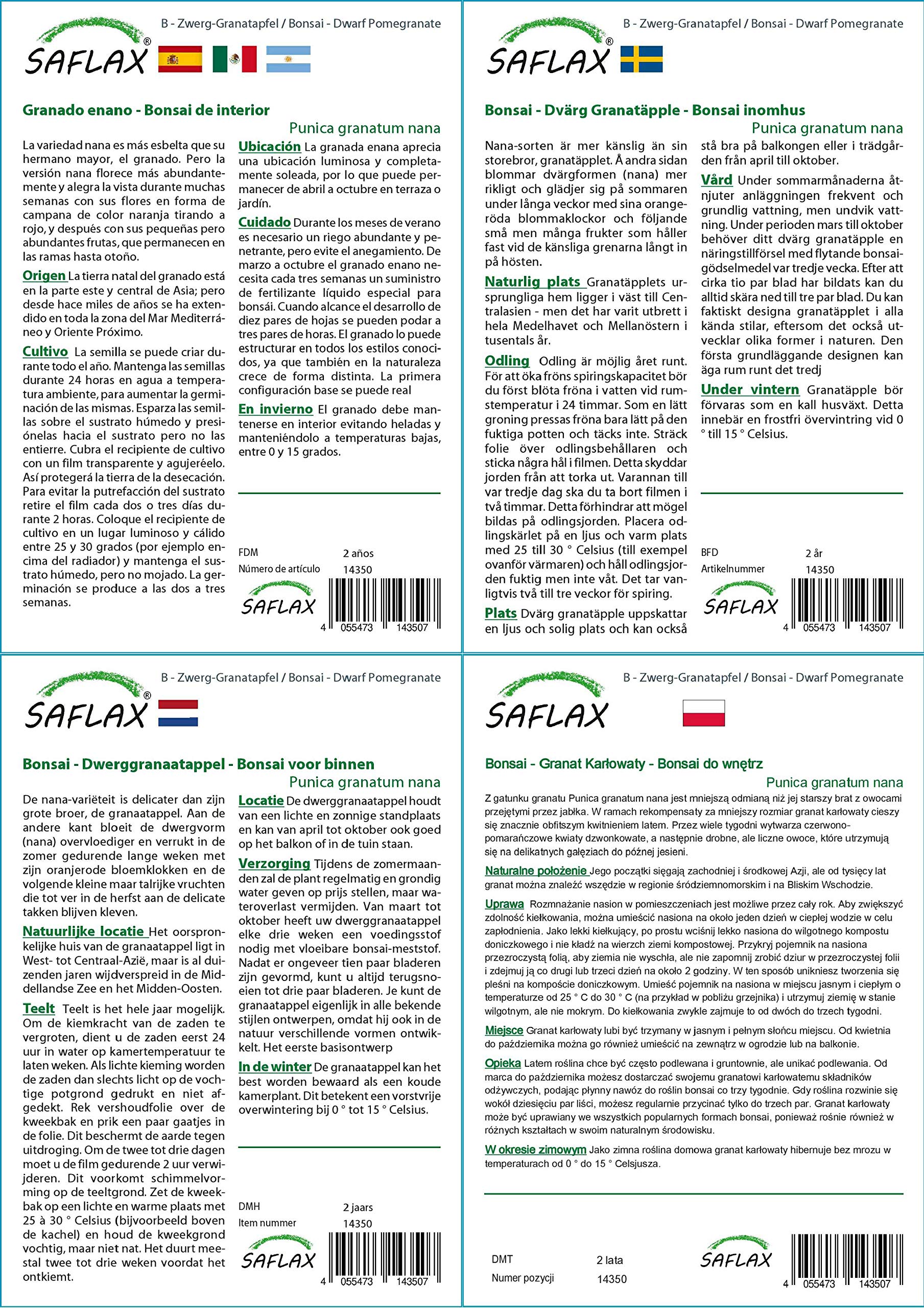SAFLAX - Set regalo - Granado enano - 50 semillas - Con caja regalo/envío, etiqueta para envío, tarjeta de felicitación y sustrato de cultivo y fertilizante - Punica granatum nana