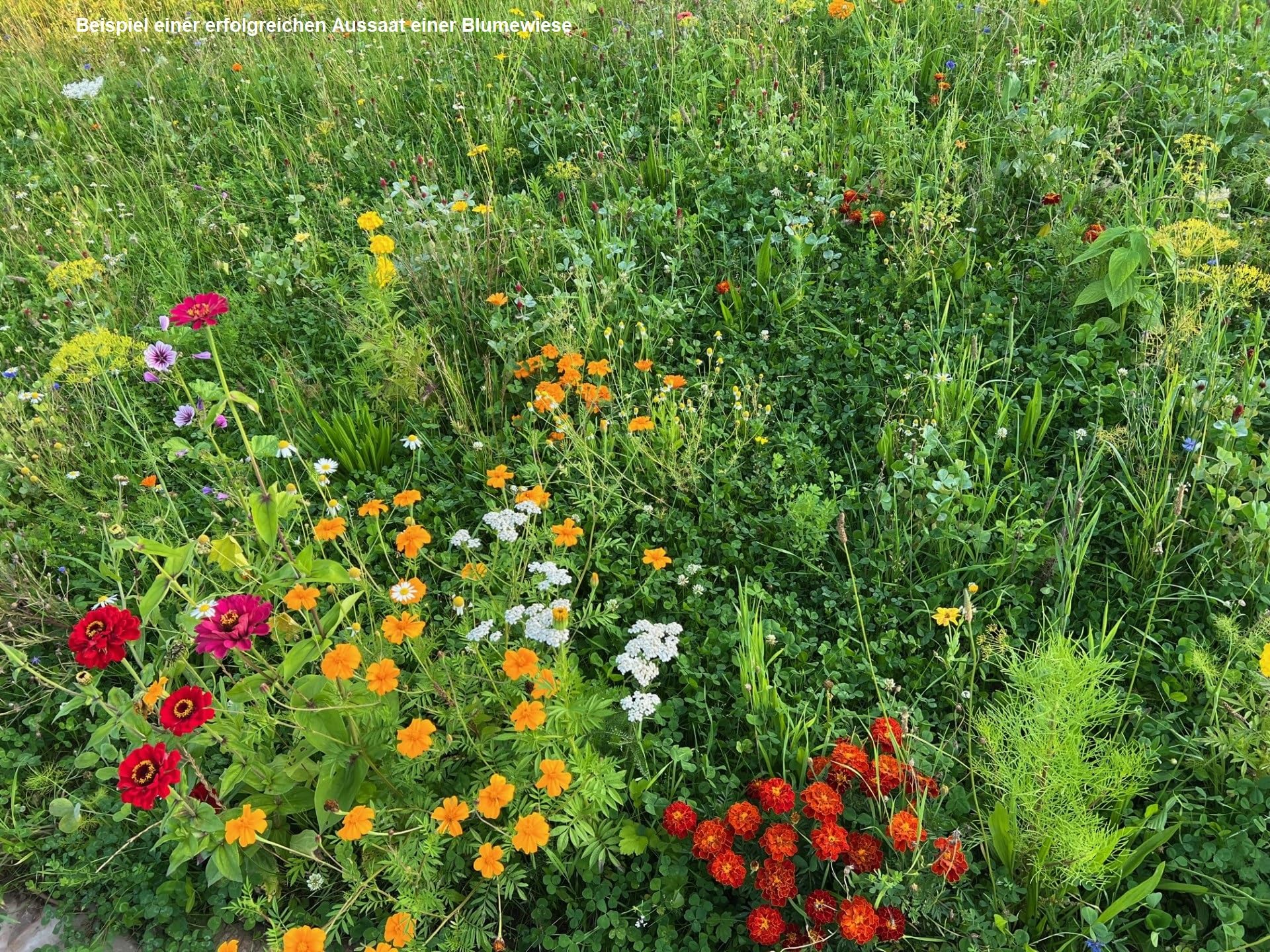 5kg Bienenweide Blumengarten Blumenmischung Blumenwiese für ca. 5000m² | Blumenmischung, Blumenwiese, für bis zu 5000m²