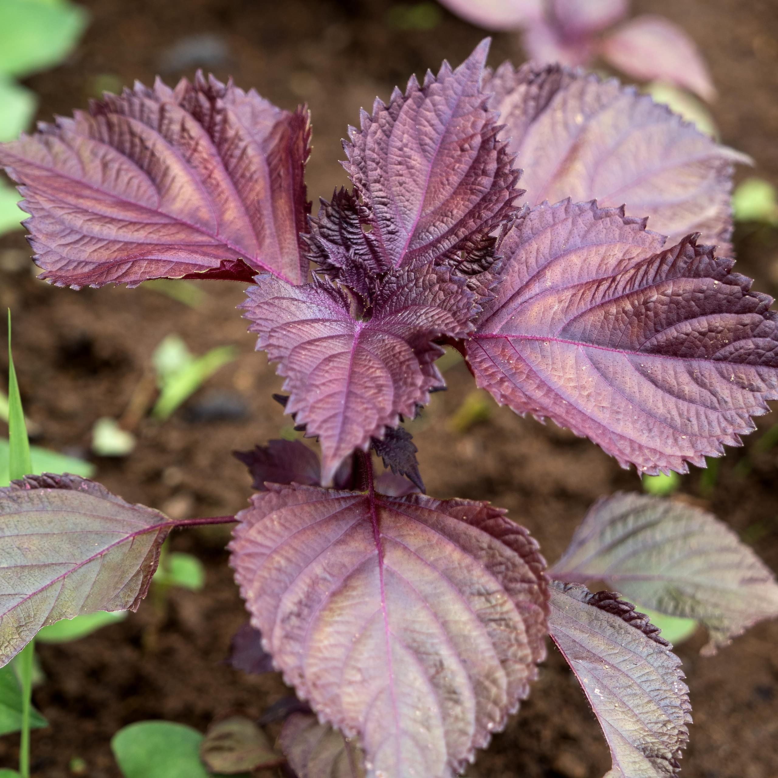 Great Description About Perilla Plant For Sale