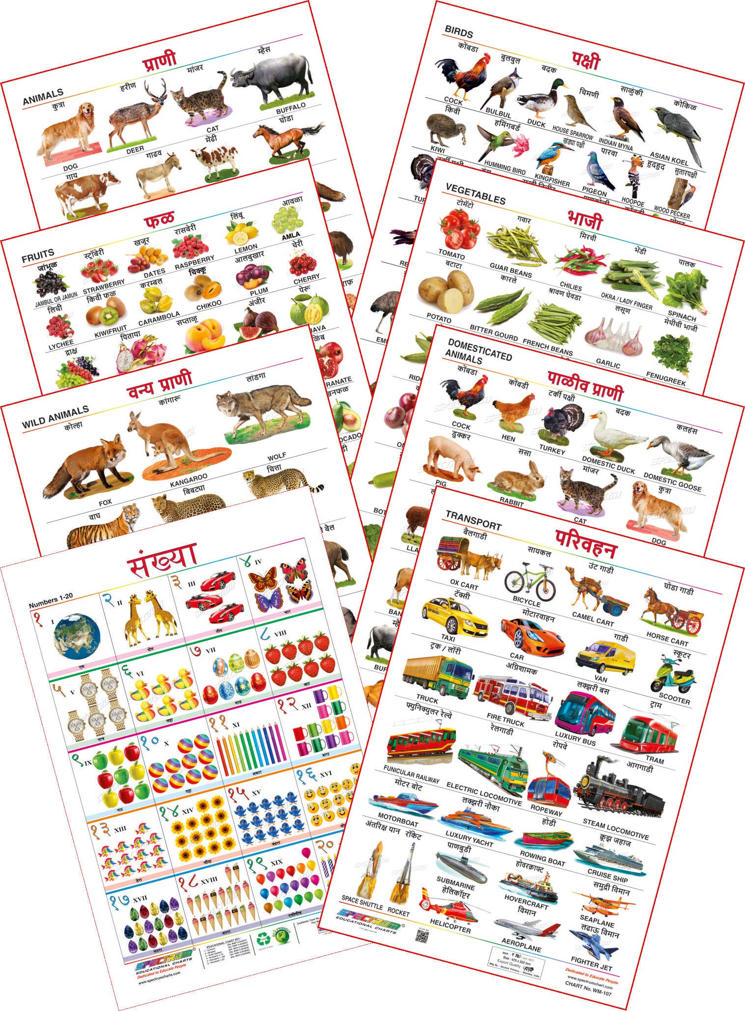 Spectrum Educational Mini Wall Chart (Set of 8) : (Animals, Birds, Wild & Domestic Animal, Fruits, Vegetables, Numbers 1-20 & Transport) (English & Marathi Language)-picture-40