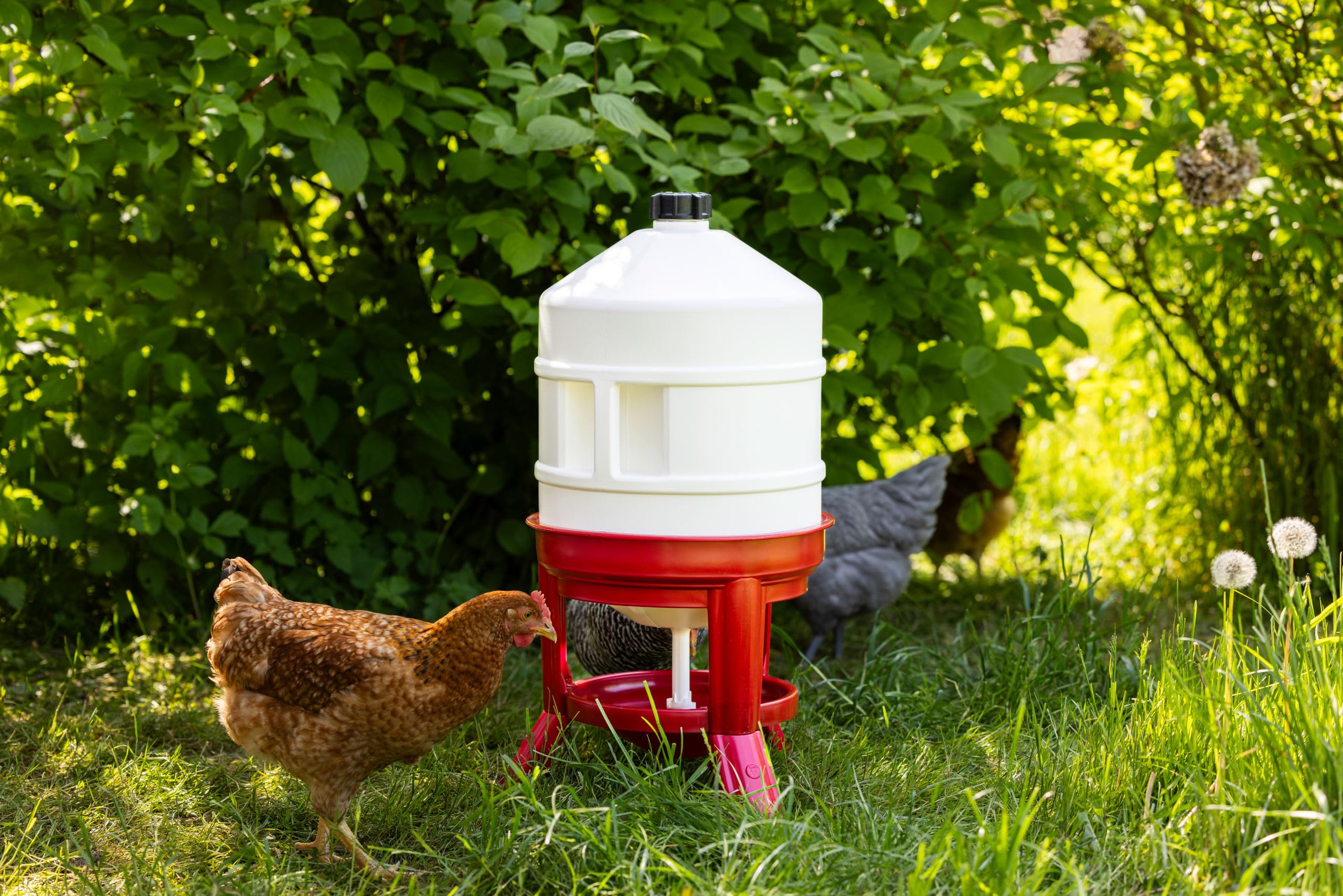 Kerbl Hobbyfarming Bebedero para Aves 30 l, Bebedero para gallinas, plástico, Altura 70 cm, se Puede llenar Desde Arriba, con Patas Anchas, Flujo de Agua Regulable