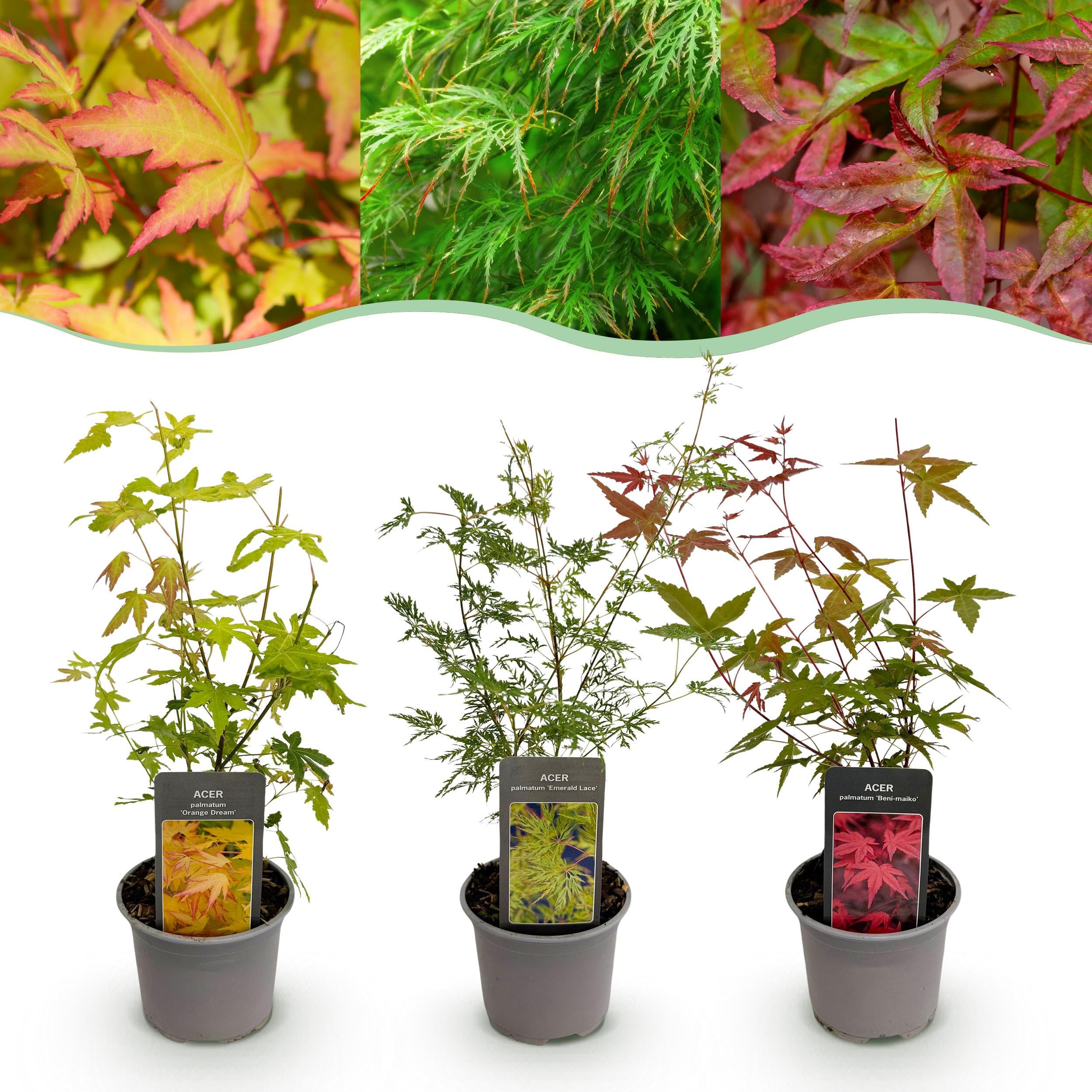 Acer palmatum Tricolour - Rosso-verde-arancio - 3 piante - Perde le foglie - Bassa manutenzione - 25-35cm - Ø12cm - Pianta da giardino