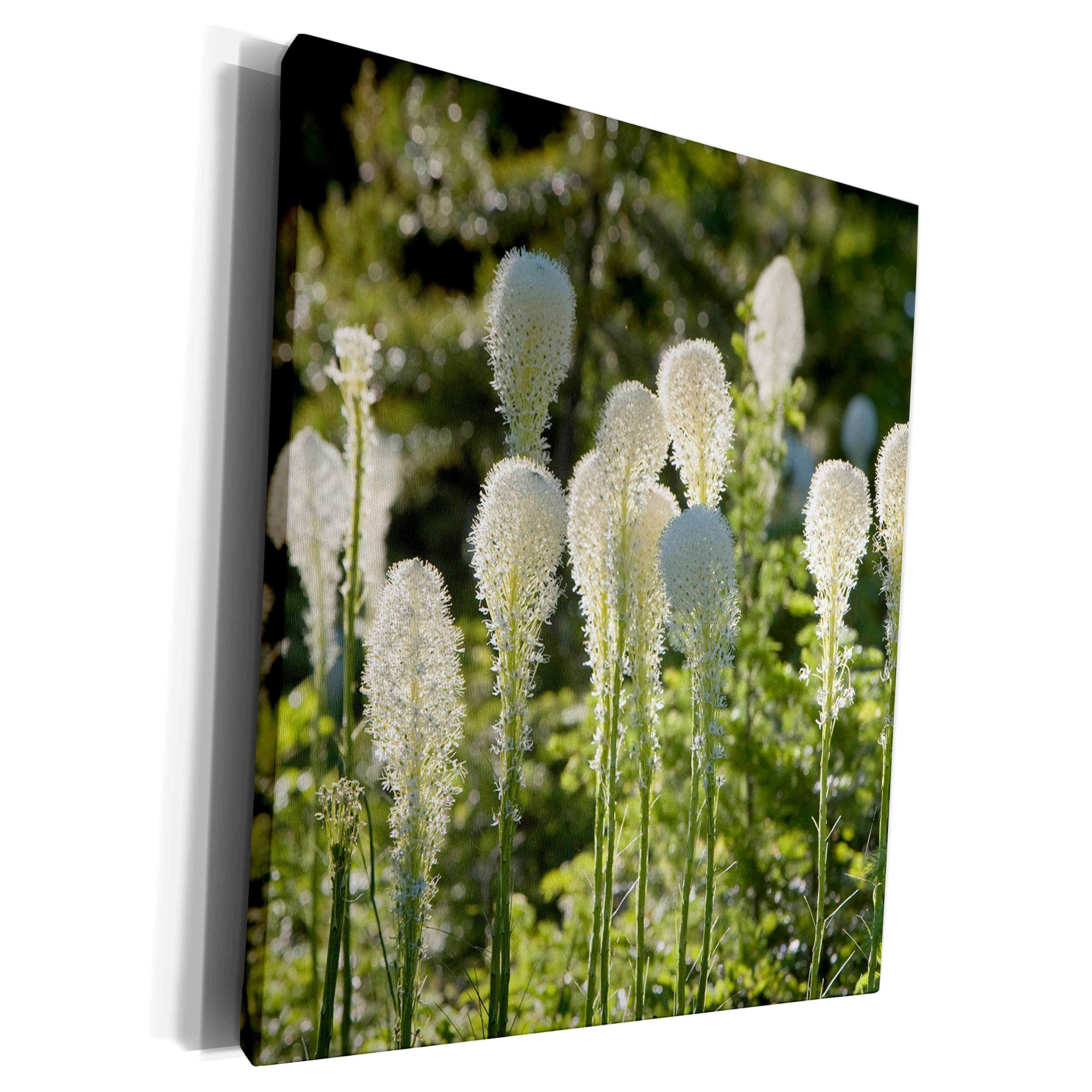3dRose Beargrass, Whitefish Range, Whitefish Montana - US27... - Museum Grade Canvas Wrap (cw_91768_1)