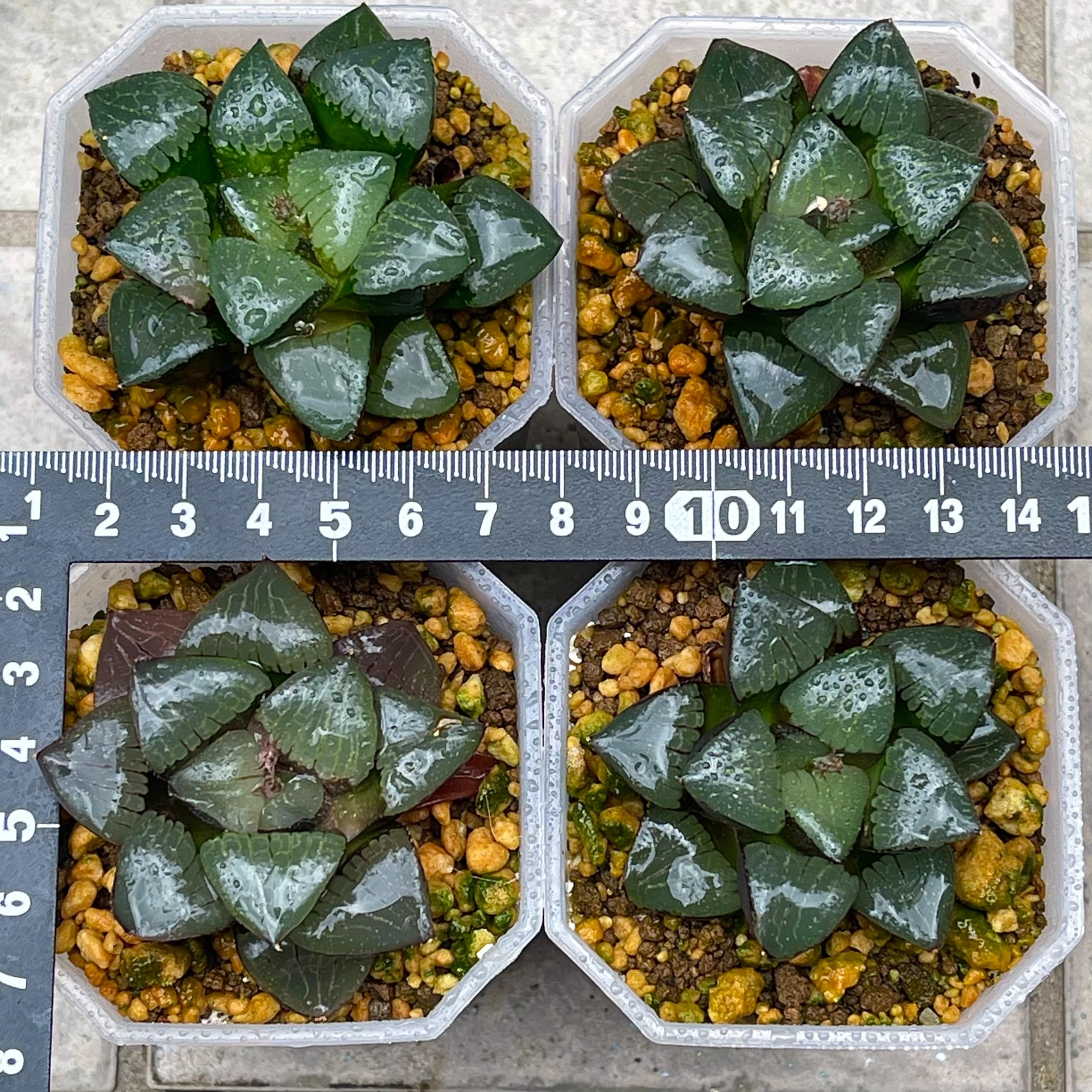 Amazon｜多肉植物 観葉植物 ハオルチア ハオルシア トロピカルナイト 
