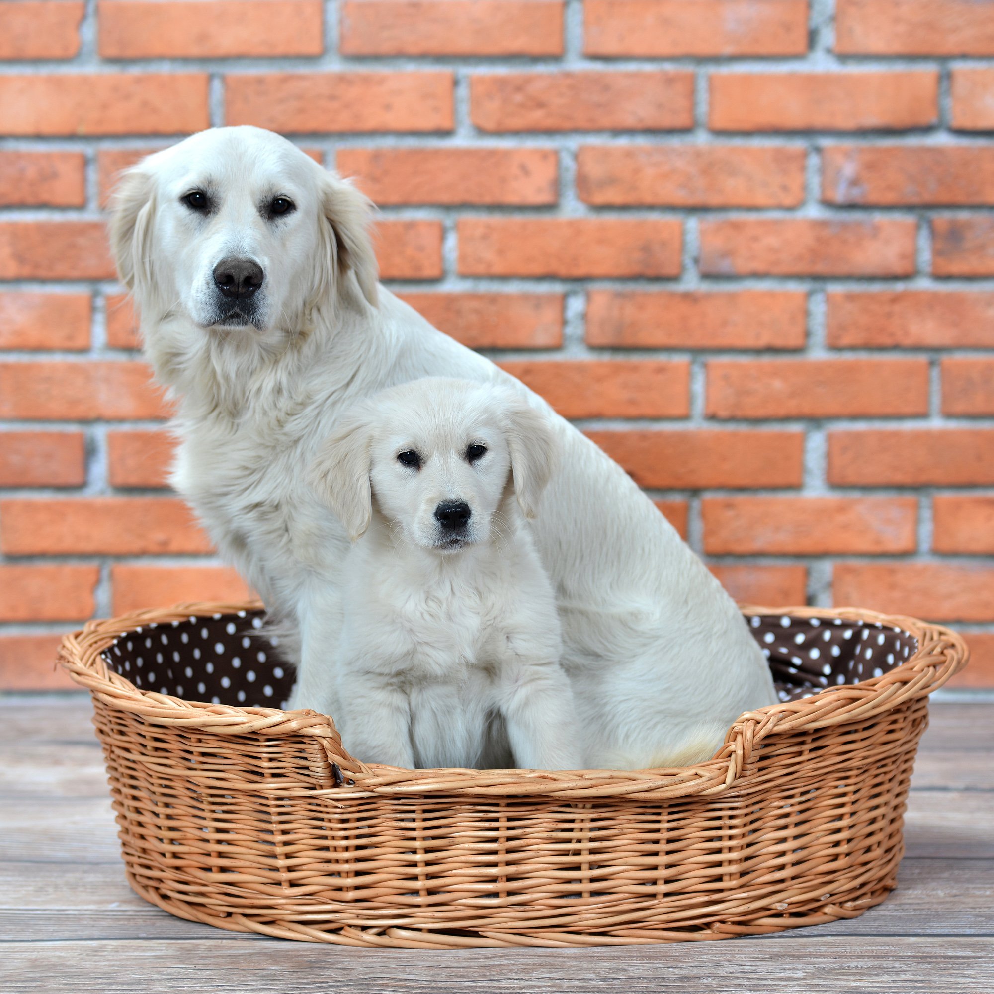 Hundekorb aus Weide für Hund und Katze Hundebett Katzenbett mit Kissen Tierkorb geflochten Katzenkorb Liegeplatz