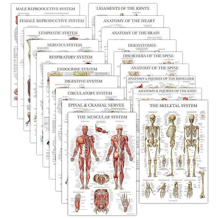 Buy 19 Pack Anatomical Posters Laminated Muscular, Skeletal