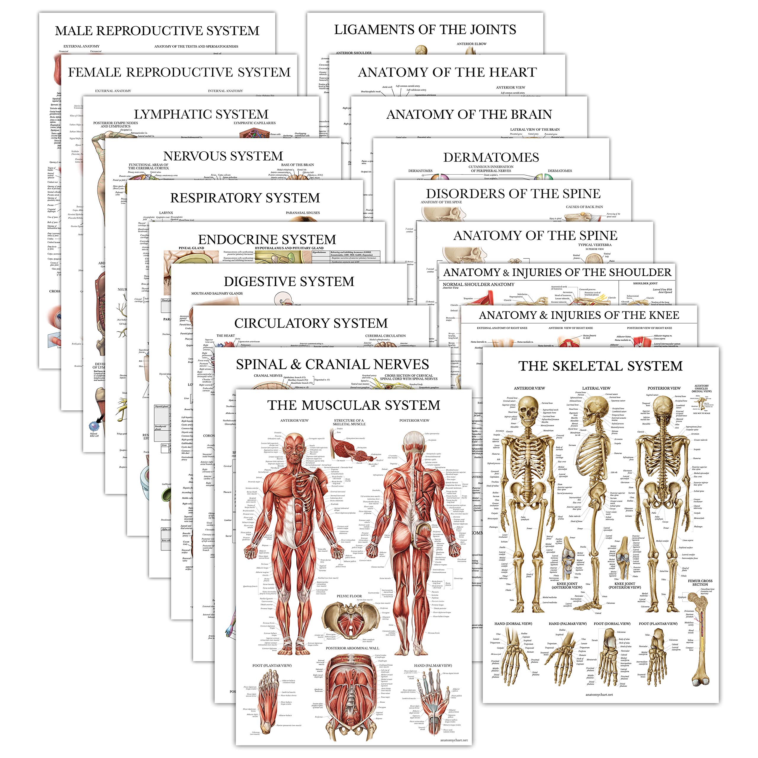 Anatomical Charts And Posters Anatomy Charts Gastroin vrogue.co