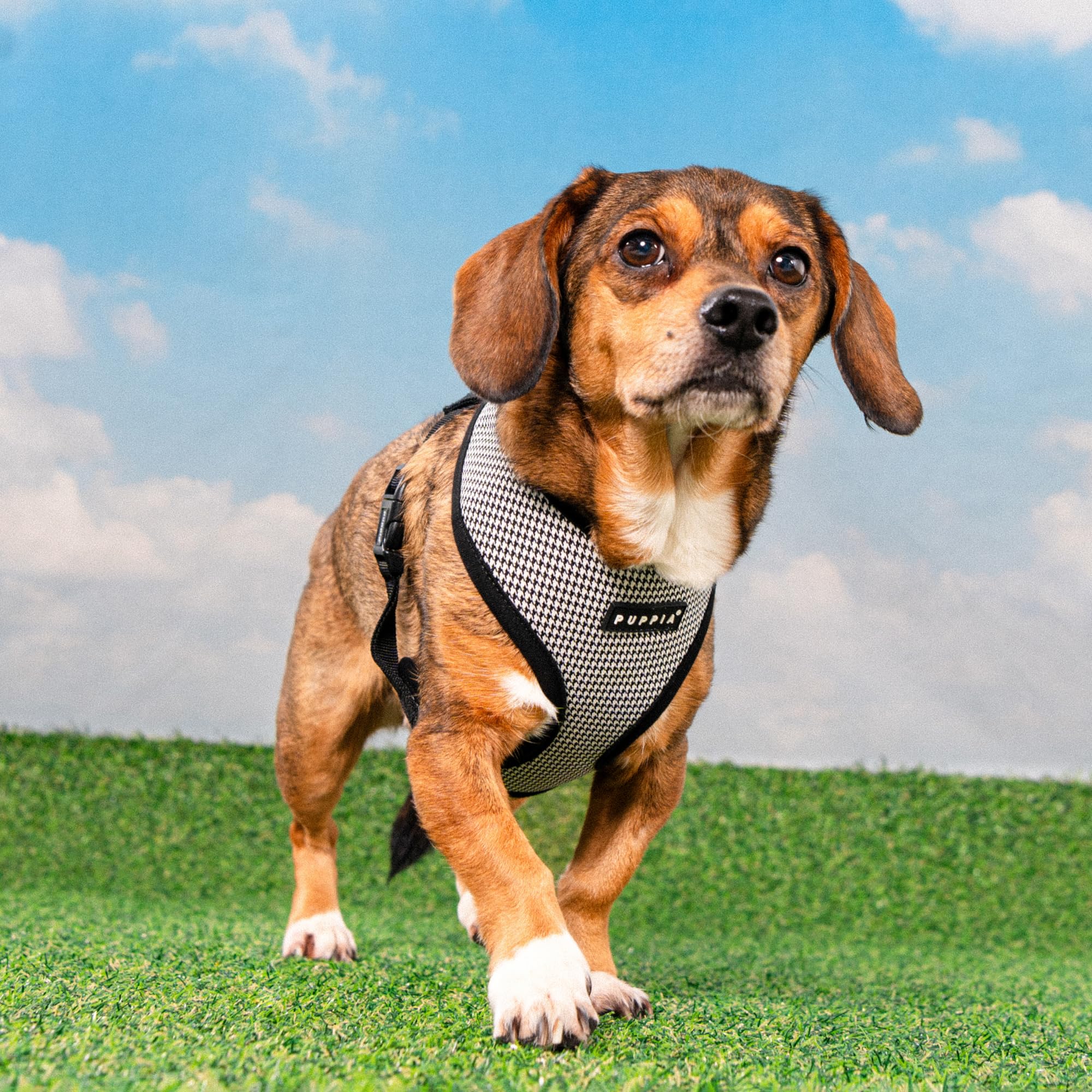 Puppia Amatus - Arnés para perro A (sobre la cabeza), patrón de pata de gallo, arnés de primavera y verano para perros pequeños y medianos, negro, XL