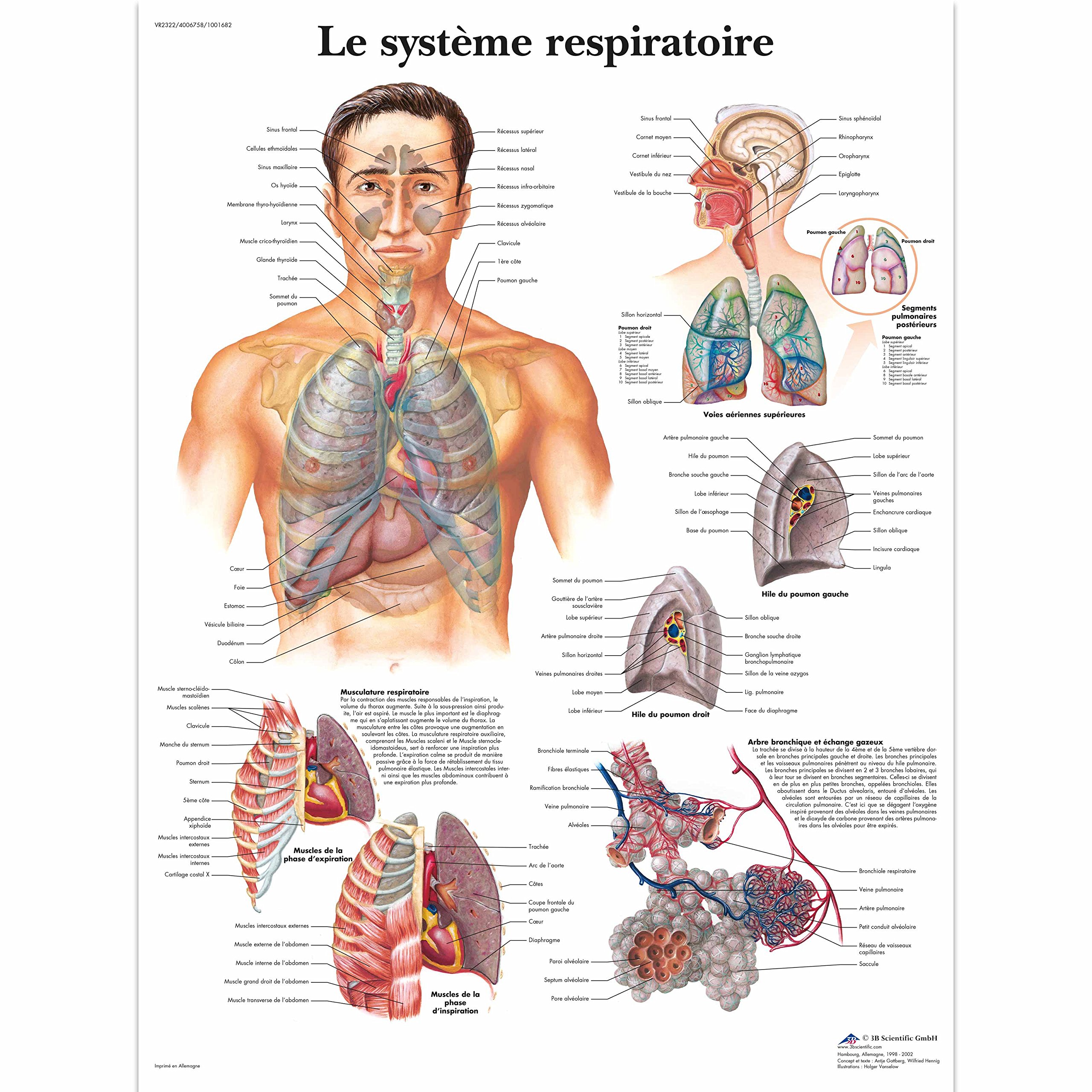3B Scientific VR2322UU Anatomical Chart "Le Système Respiratoire", Paper Version