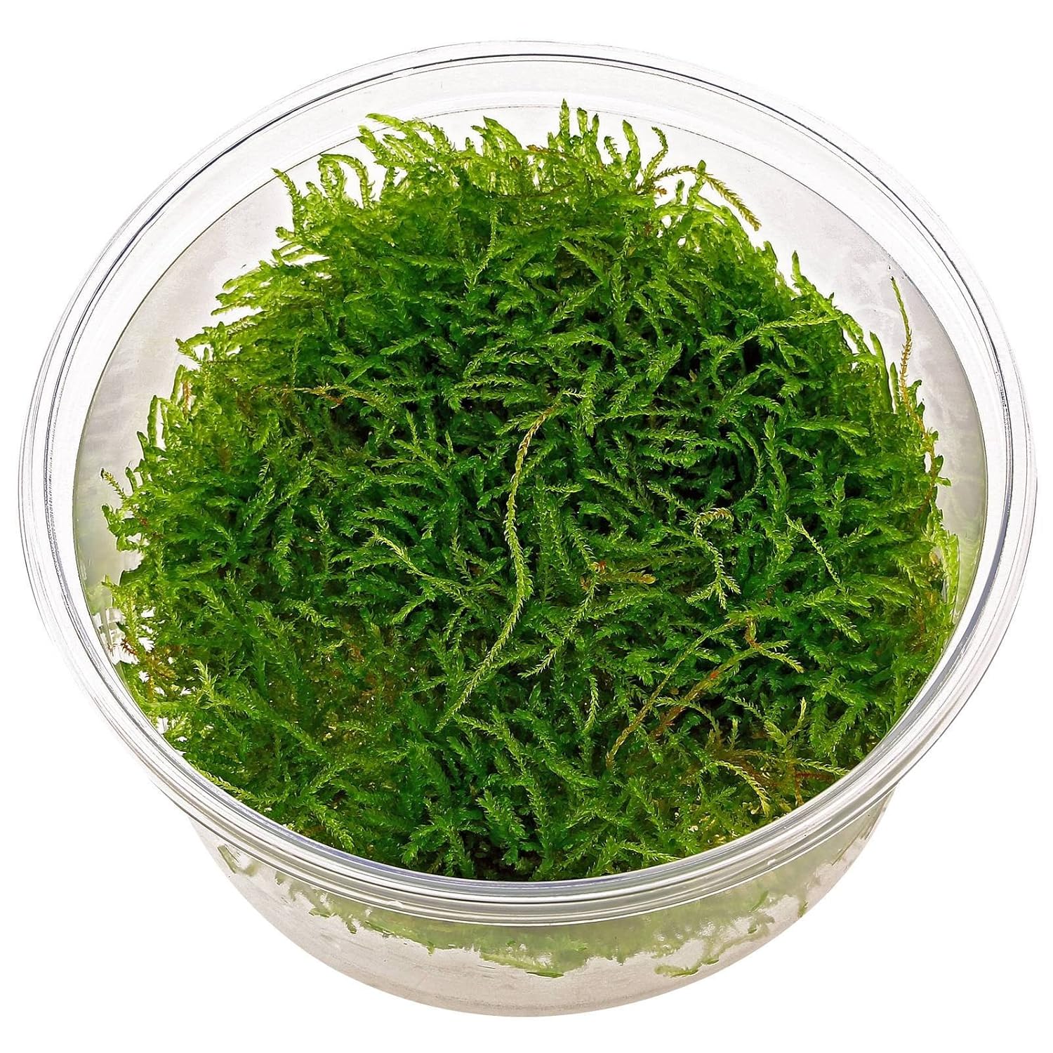 Aquarium Plants Java Mosses Amazon.in Pet Supplies