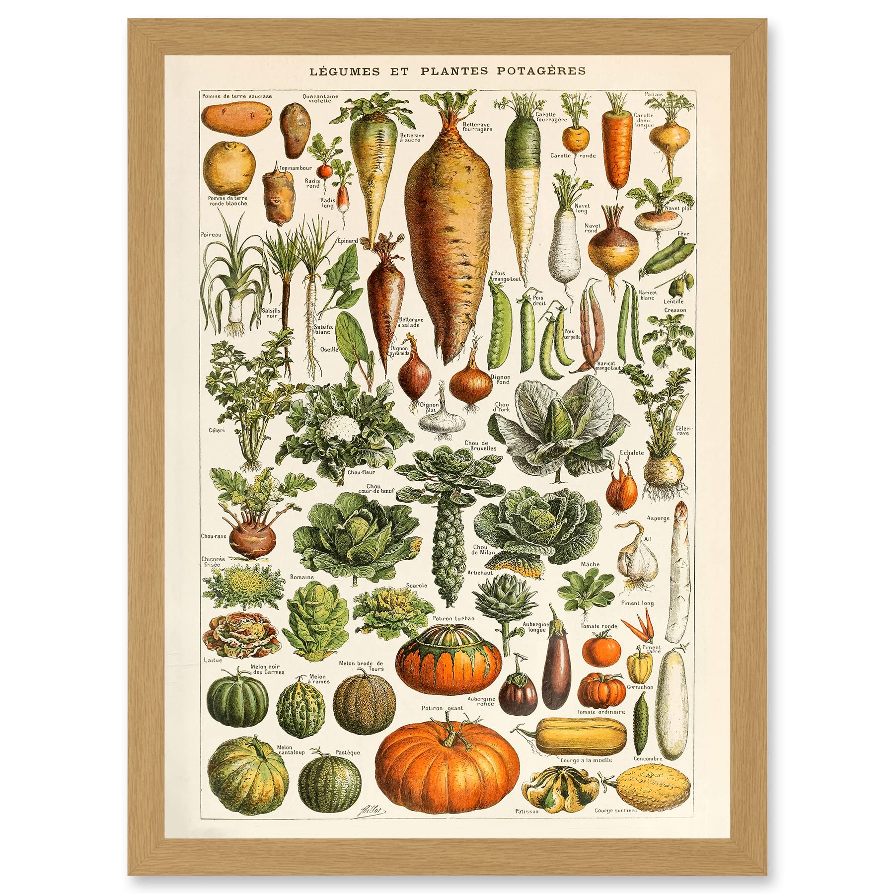 Artery8 Millot Encyclopedia vintage Vegetables Legumes Nature Artwork Framed Wall Art Print A4