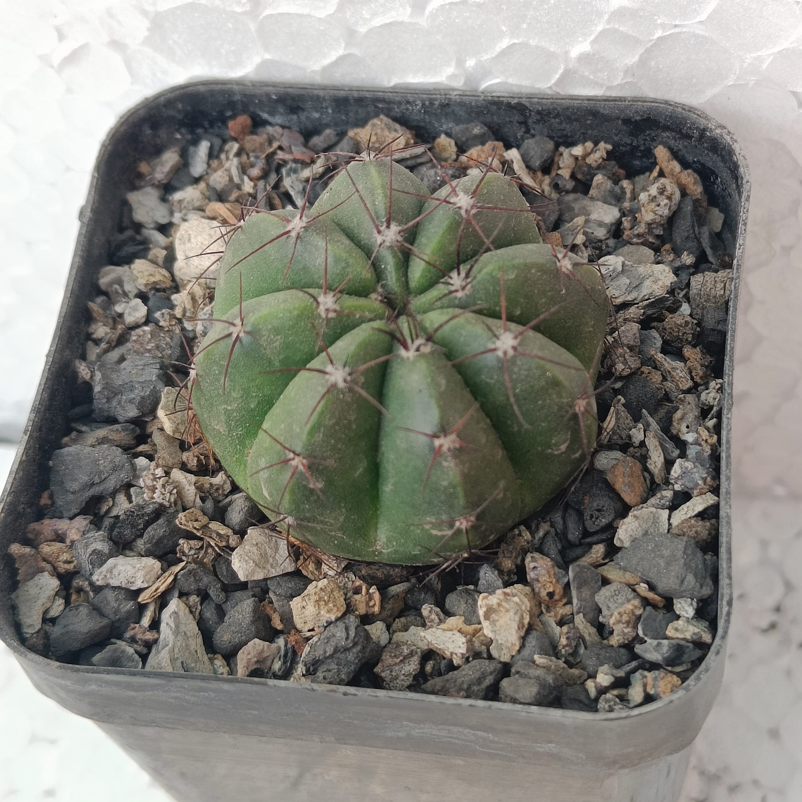 PASSION GARDEN/NOTOCACTUS OTTONIS (LIVE CACTUS PLANT)