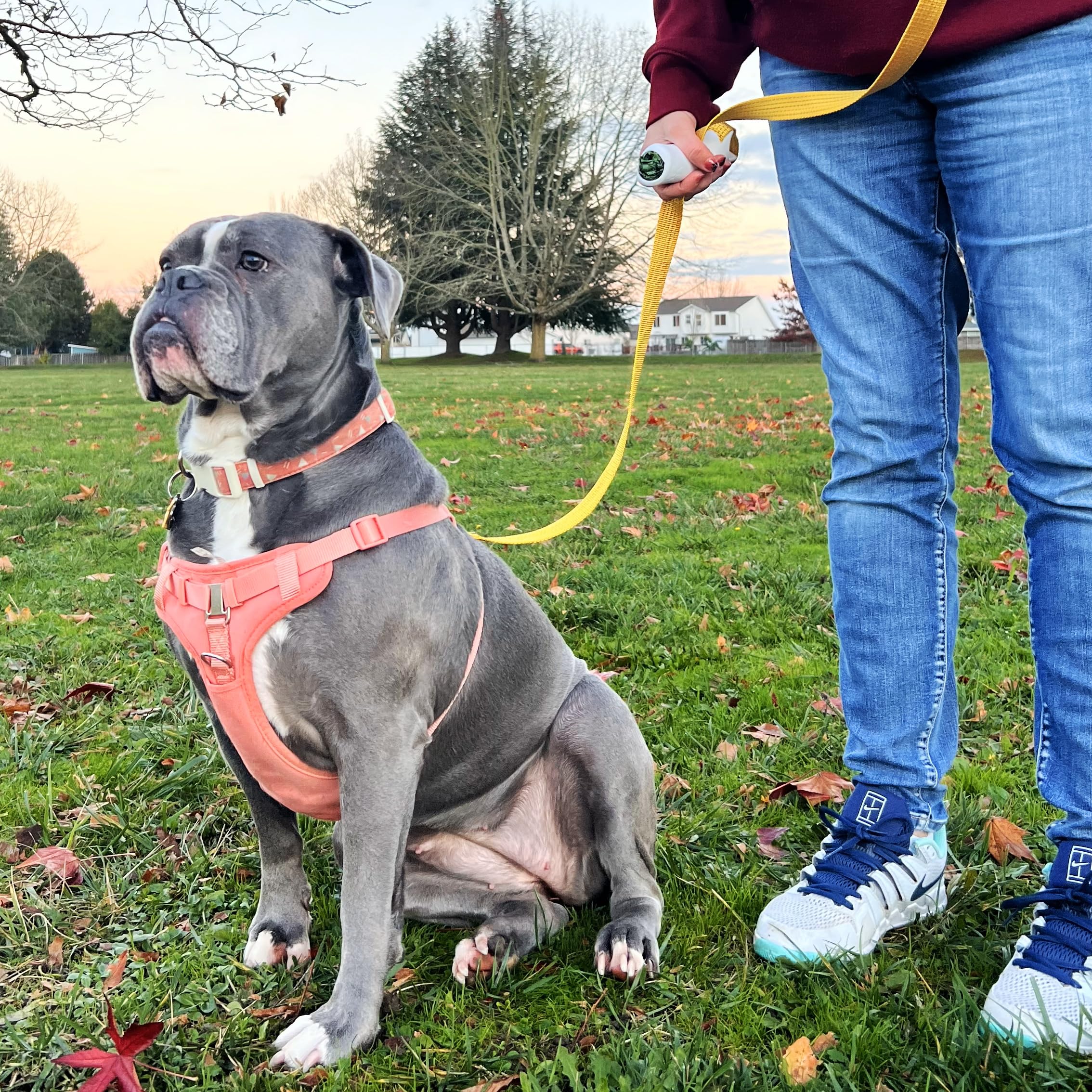 Amazon.com : Quick-Control Dog Leash - Adjustable T-Grip Traffic