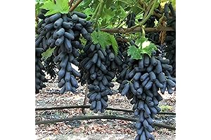 CHUXAY GARDEN Purple Finger Grape Seed for Vibrant Grapevines