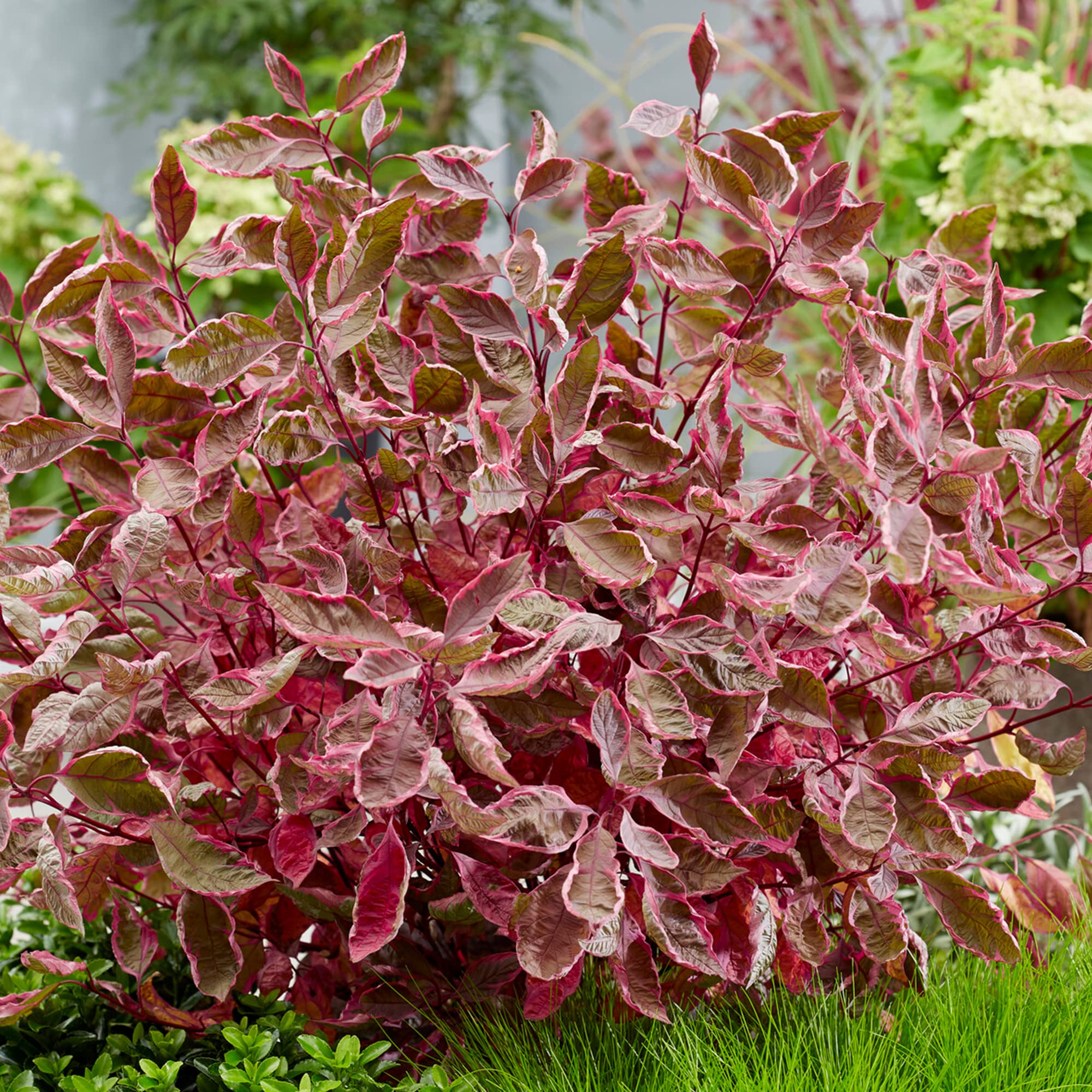 Cornus Miracle - Dogwood Plant - Outdoor Deciduous Garden Ready White Flowering Shrub for Borders Patio in Pot (9cm Pot, 20-30cm)
