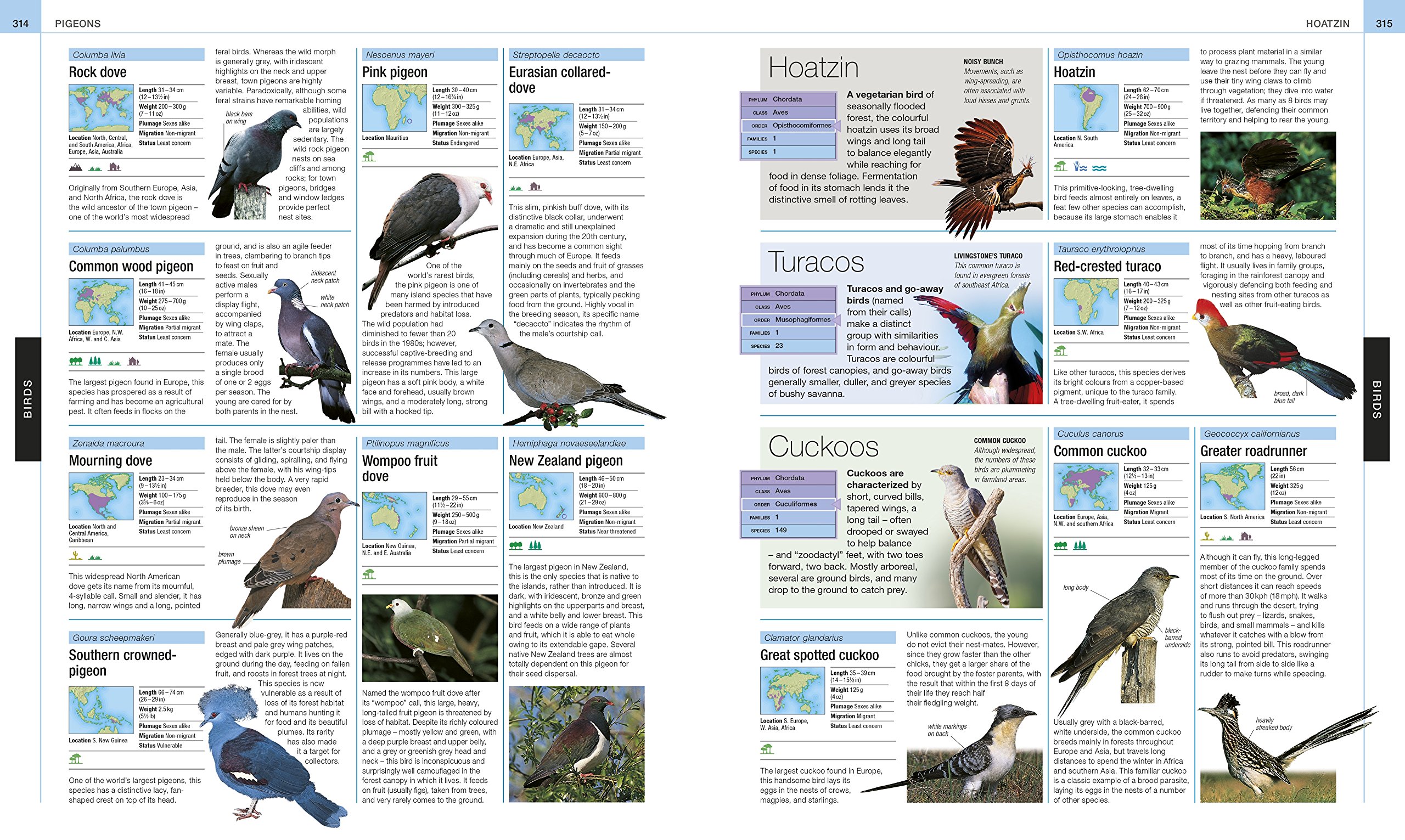 Animal: The Definitive Visual Guide (DK Definitive Visual Encyclopedias)
