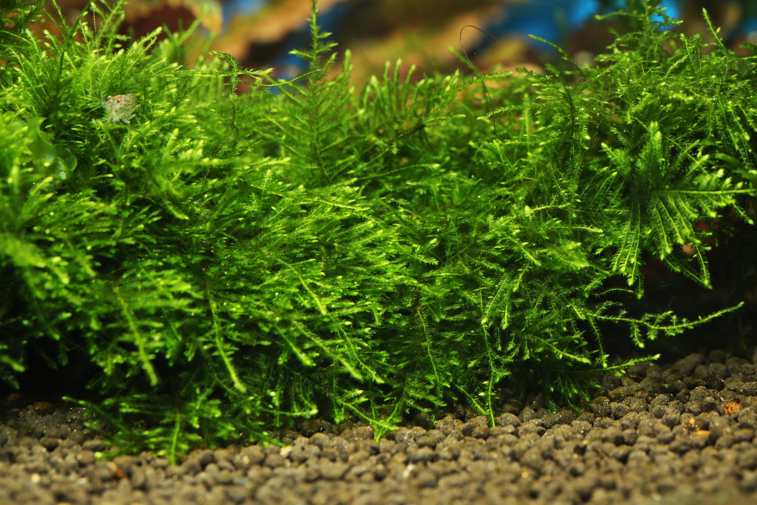 PondPlantsUK - Mixed Tropical Live Aquarium Plants (50 Grams Java Moss)