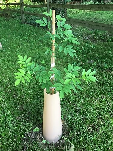 Miniatura 2 de Tree Sentry Refugio de plántulas (10)