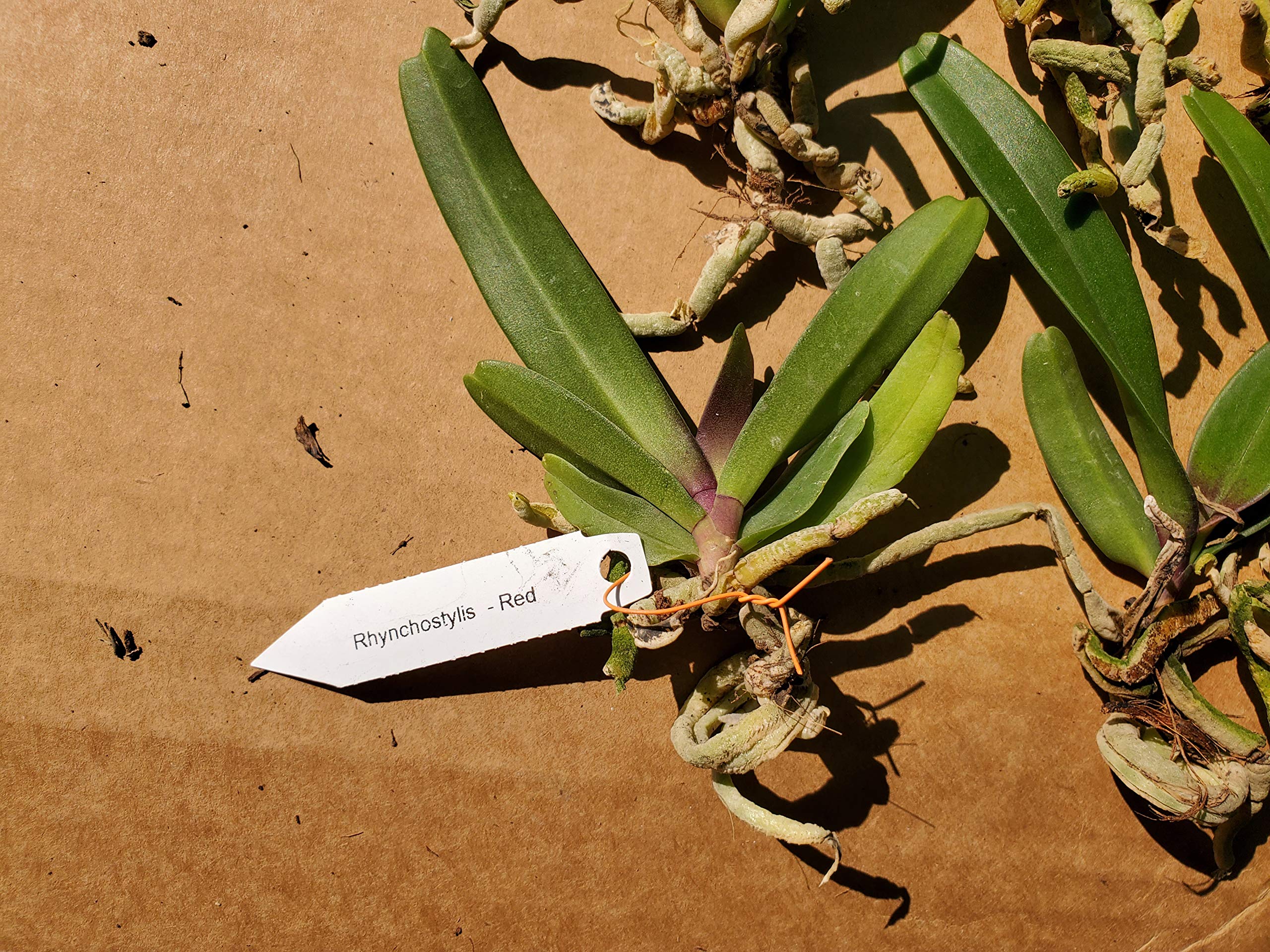 Rhynchostylis gigantea 'Red' Species Orchid Plant [VAN017]