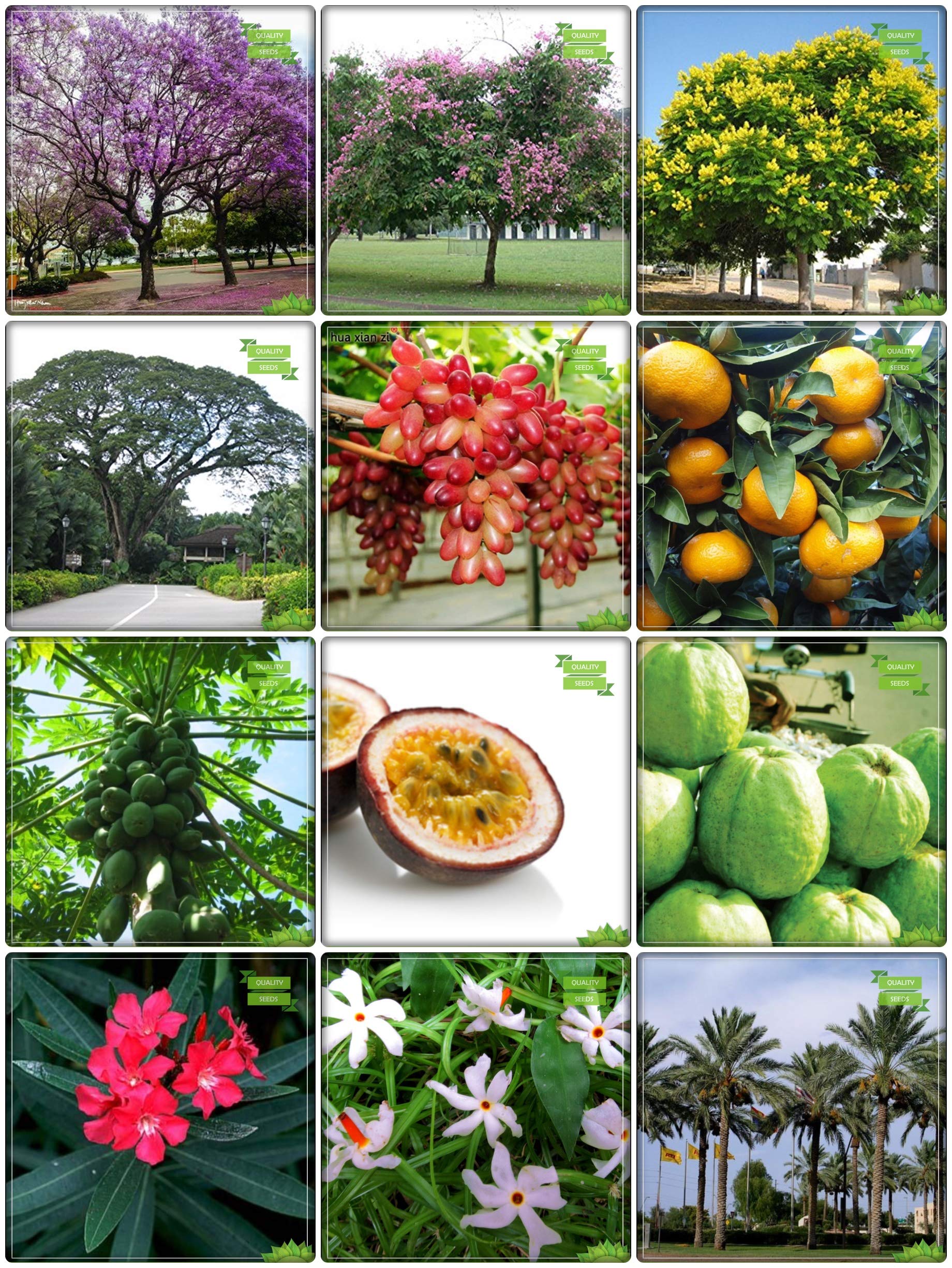 Buy Creative Farmer Best Combo Tree & Fruit Grape, Orange, Papaya