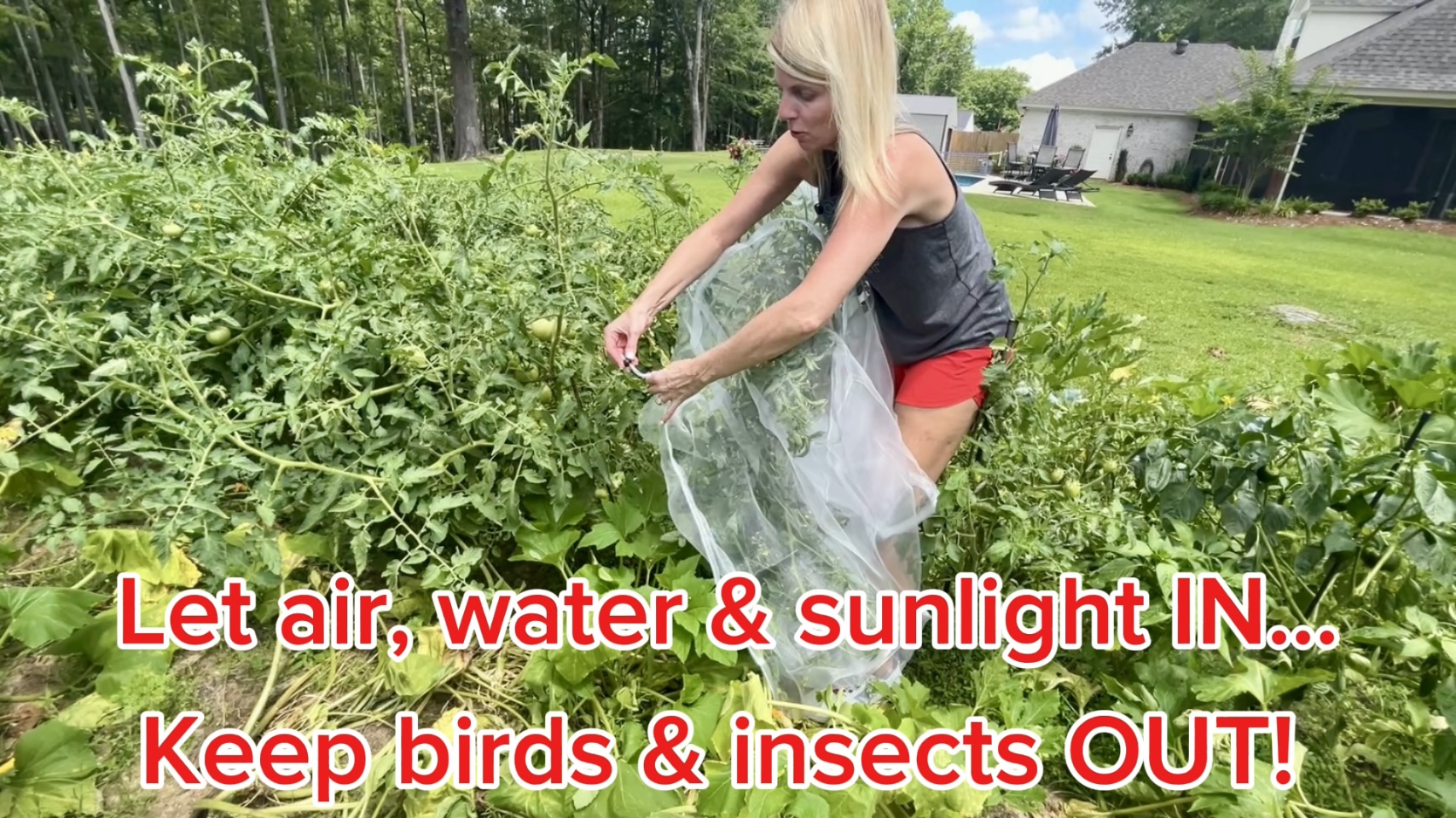 Watch Protect plants from birds and bugs with mesh bags that do not fly ...