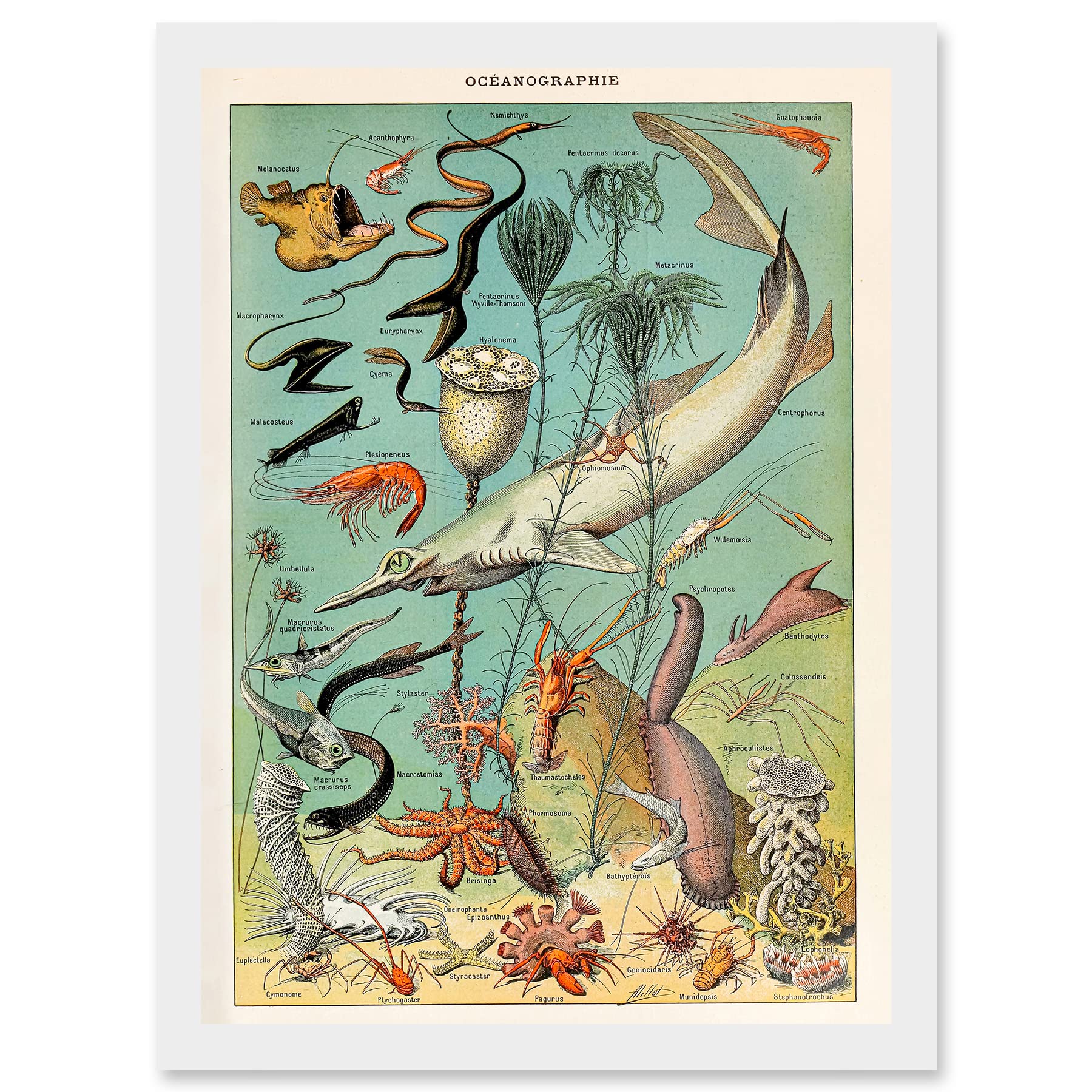 Artery8 Millot Encyclopedia vintage Ocean Fish Shark Prawns Nature Artwork Framed Wall Art Print A4