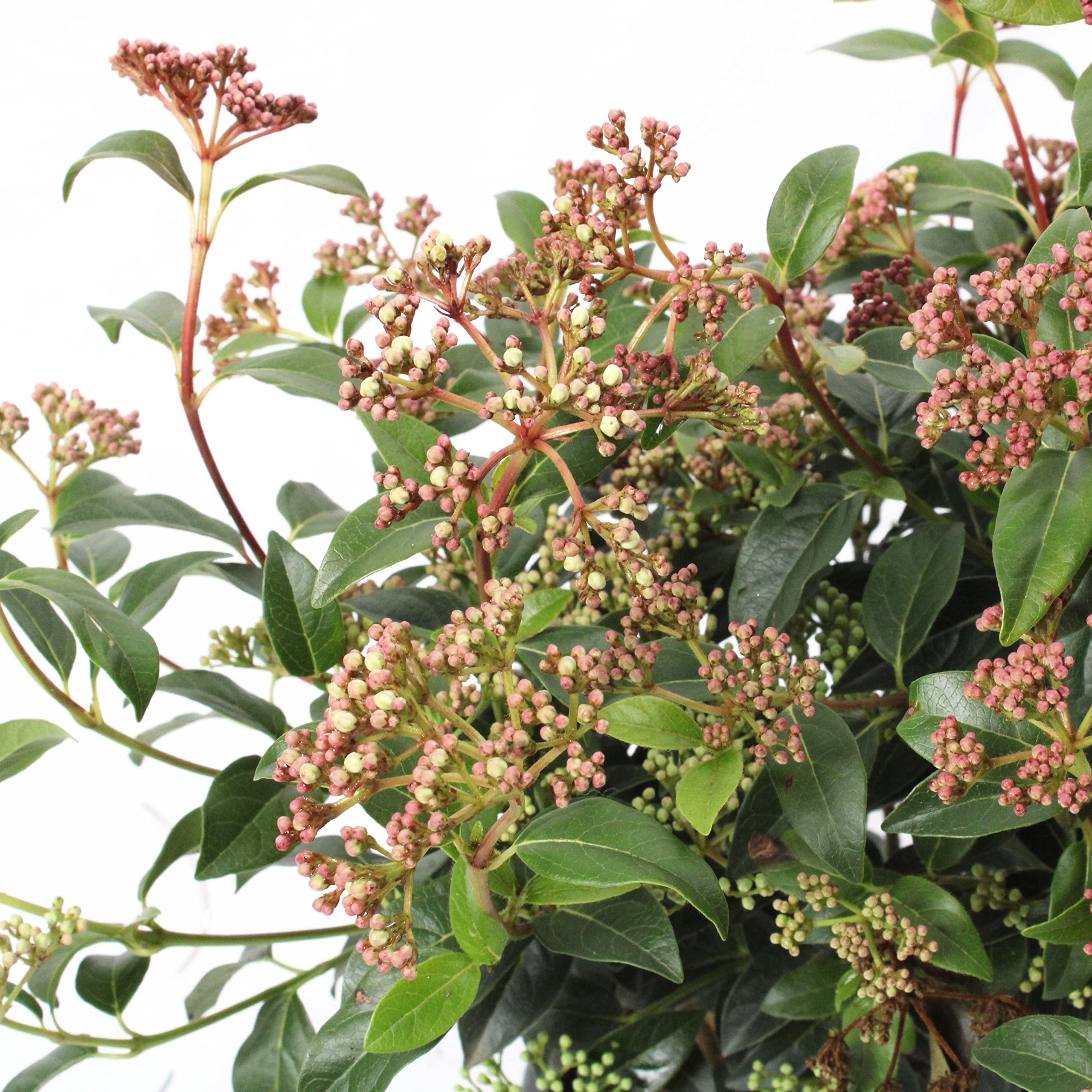 KENTIS - Viburnum Tinus 'Eve Price' - Plante de Viorne - Plantes de Haies - Vraies Plantes d'Extérieur Résistantes Sempervirens - H 60-80 cm Pot Ø 24 cm