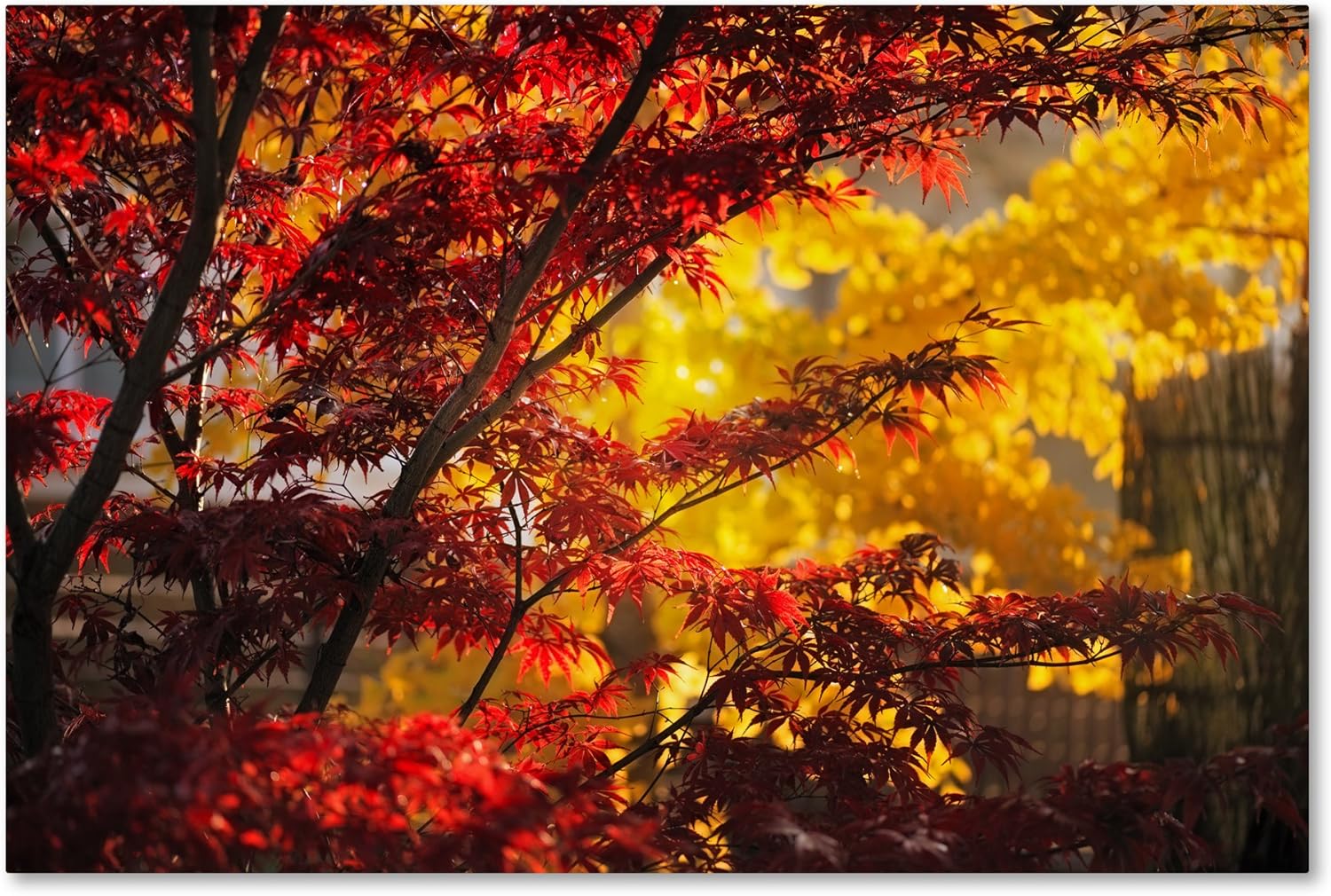 Trademark Fine Art Transits by Philippe Sainte-Laudy Hanging Art Piece, 12"x19" 19L" x 12W"