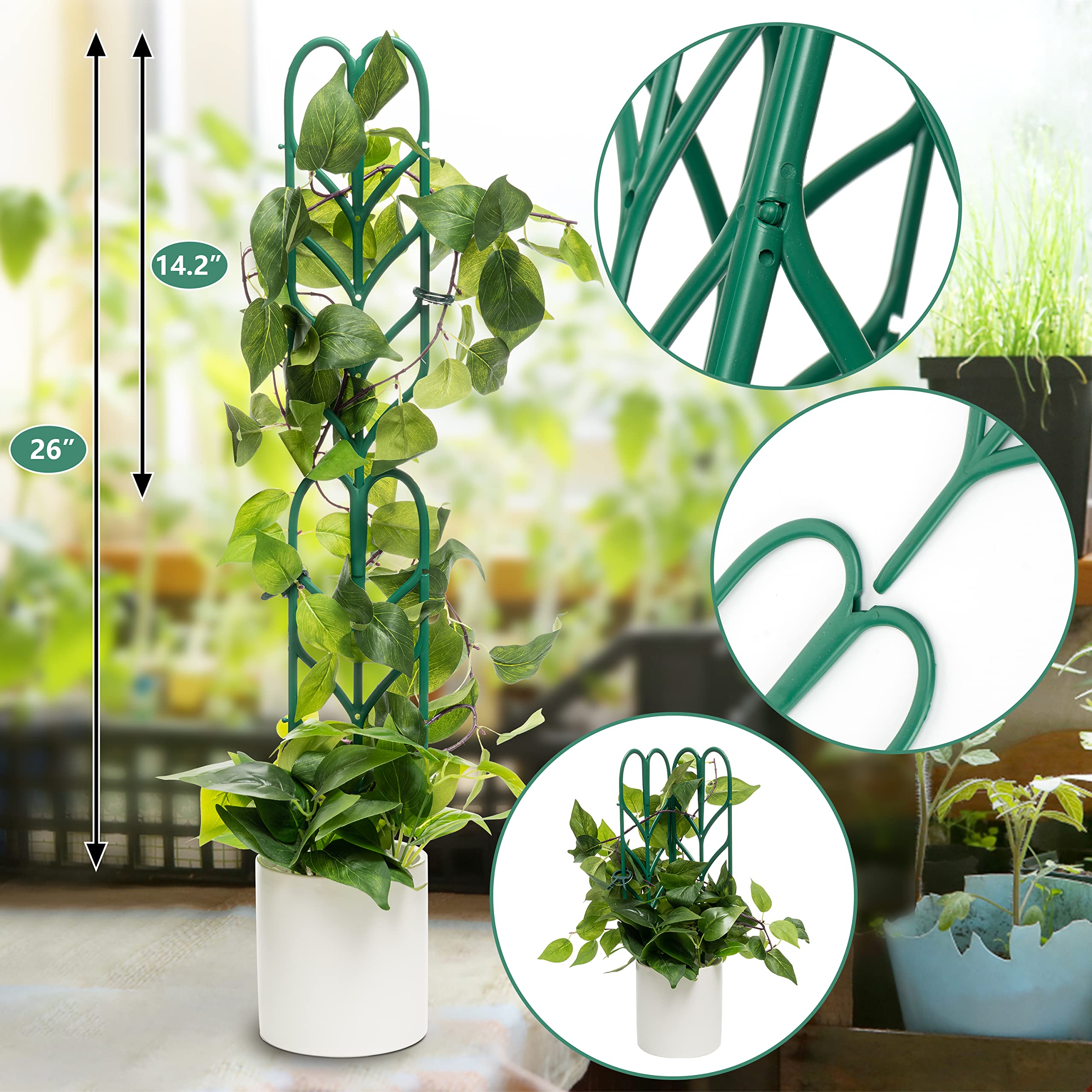 12+ Climbing Plants Indoor