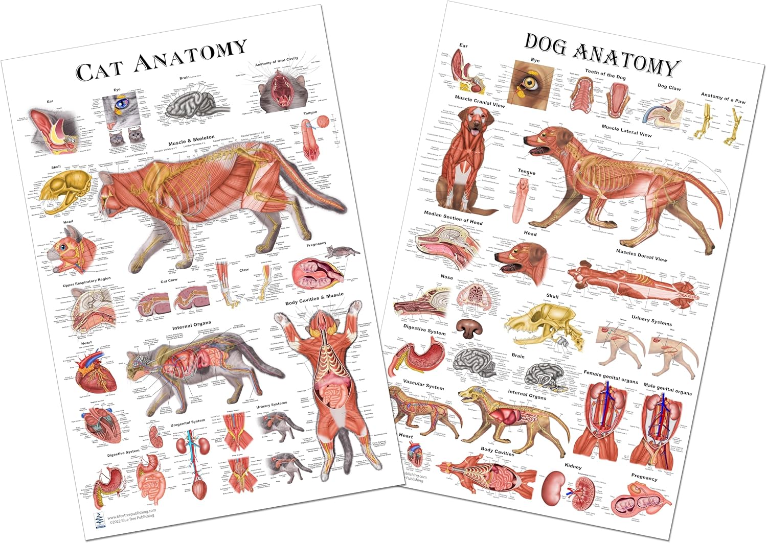 Blue Tree Publishing Cat & Dog Anatomy Poster - Veterinary & Physiology Feline & Canine 24 x 36 - For Vet Nurses & Students