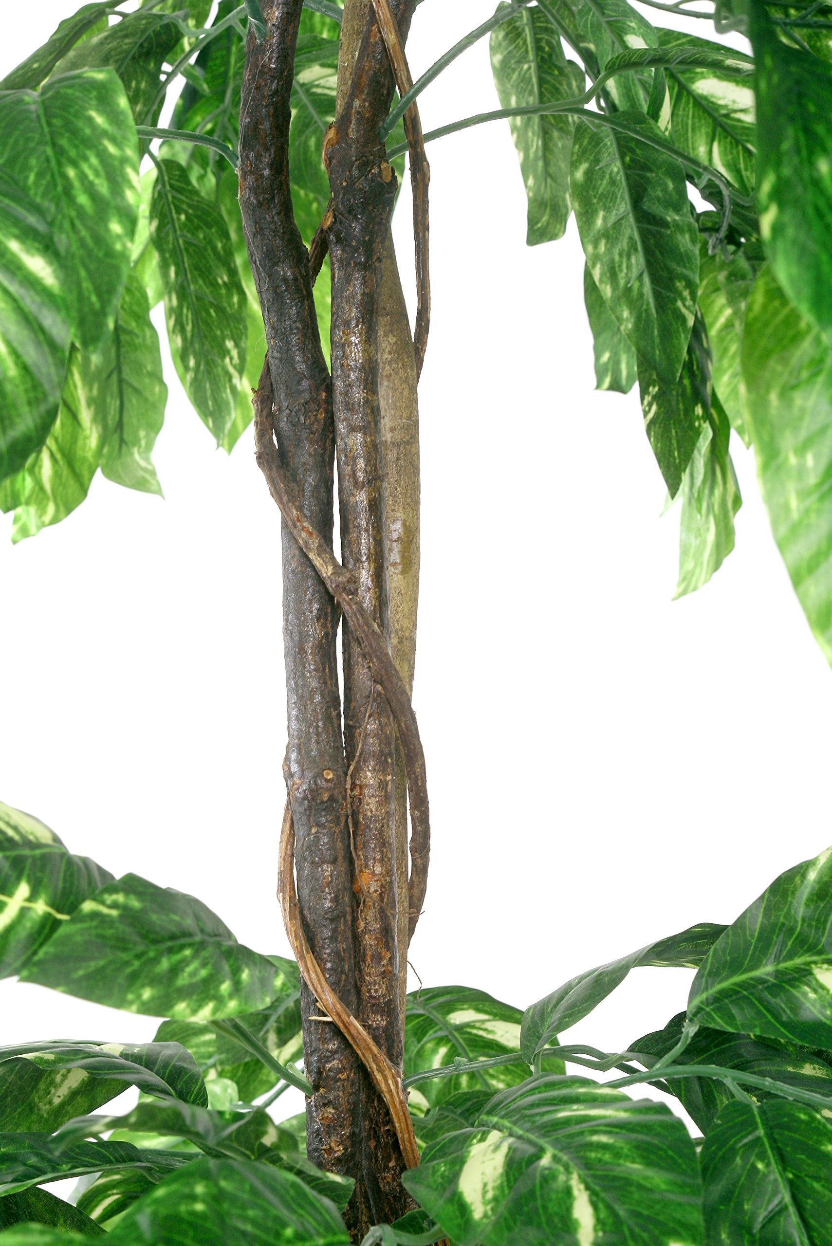 monstera plant meaning Buy Monstera Adansonii Plant Online in India
