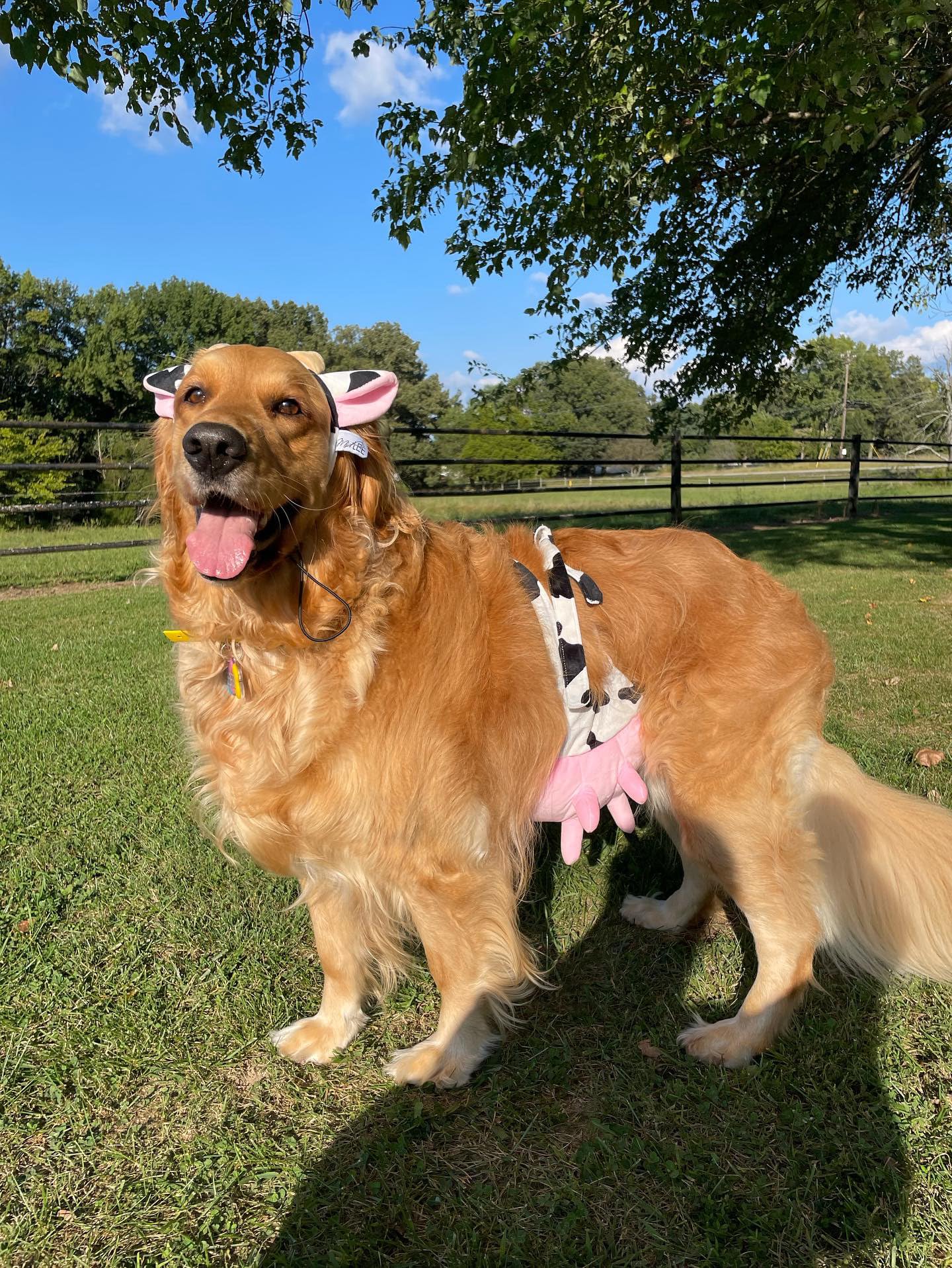 Midlee Costume per cani con fascia e mammelle