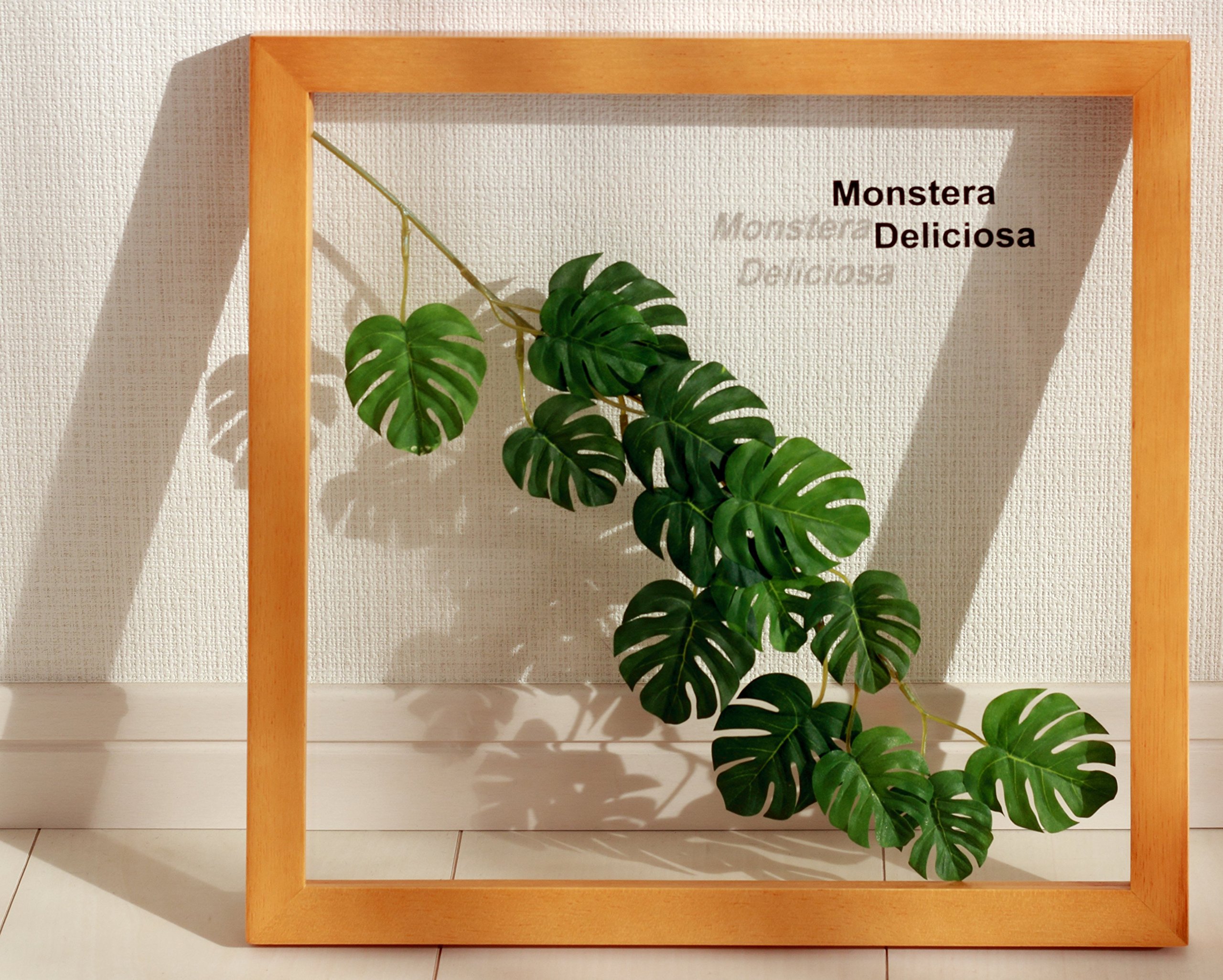  г Ʈ  MONSTERA DELICIOSA 3 õ   ׸  Ʈ  ũ ٴ ī 