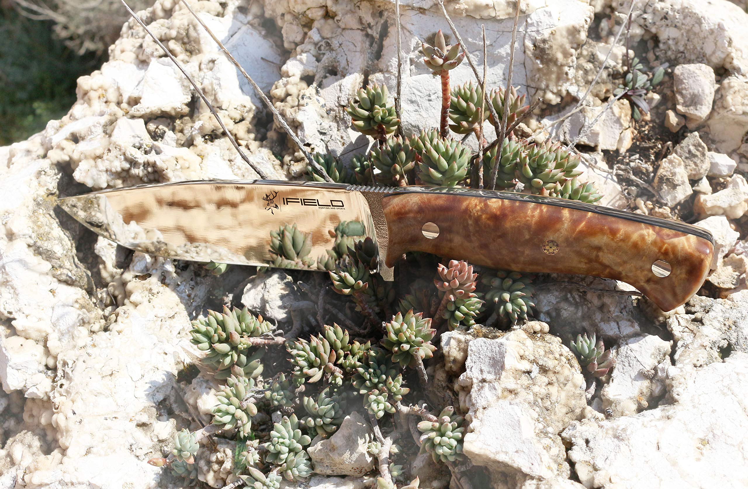iFIELD EL29008 Coltello multifunzionale per escursioni, caccia e sopravvivenza all'aperto, manico in radice di pioppo in finitura lucida con distanziatore nero, fodero multiposizione