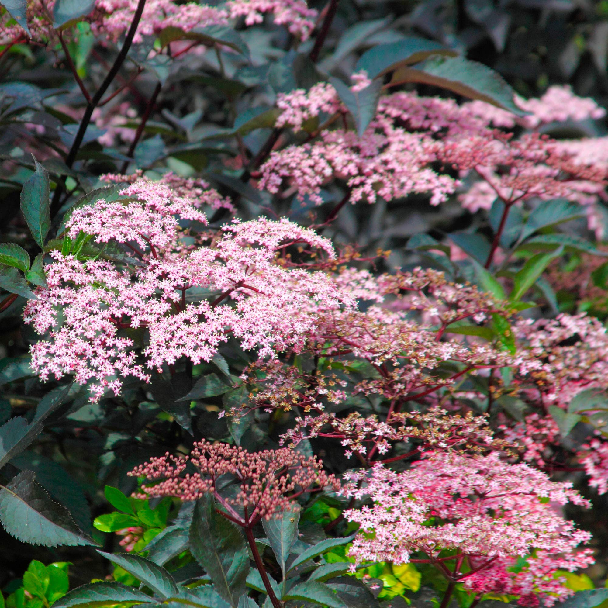Sambucus nigra 'Blue Sheen' Deciduous Hardy Compact Garden Shrub Plant | 9cm Pot