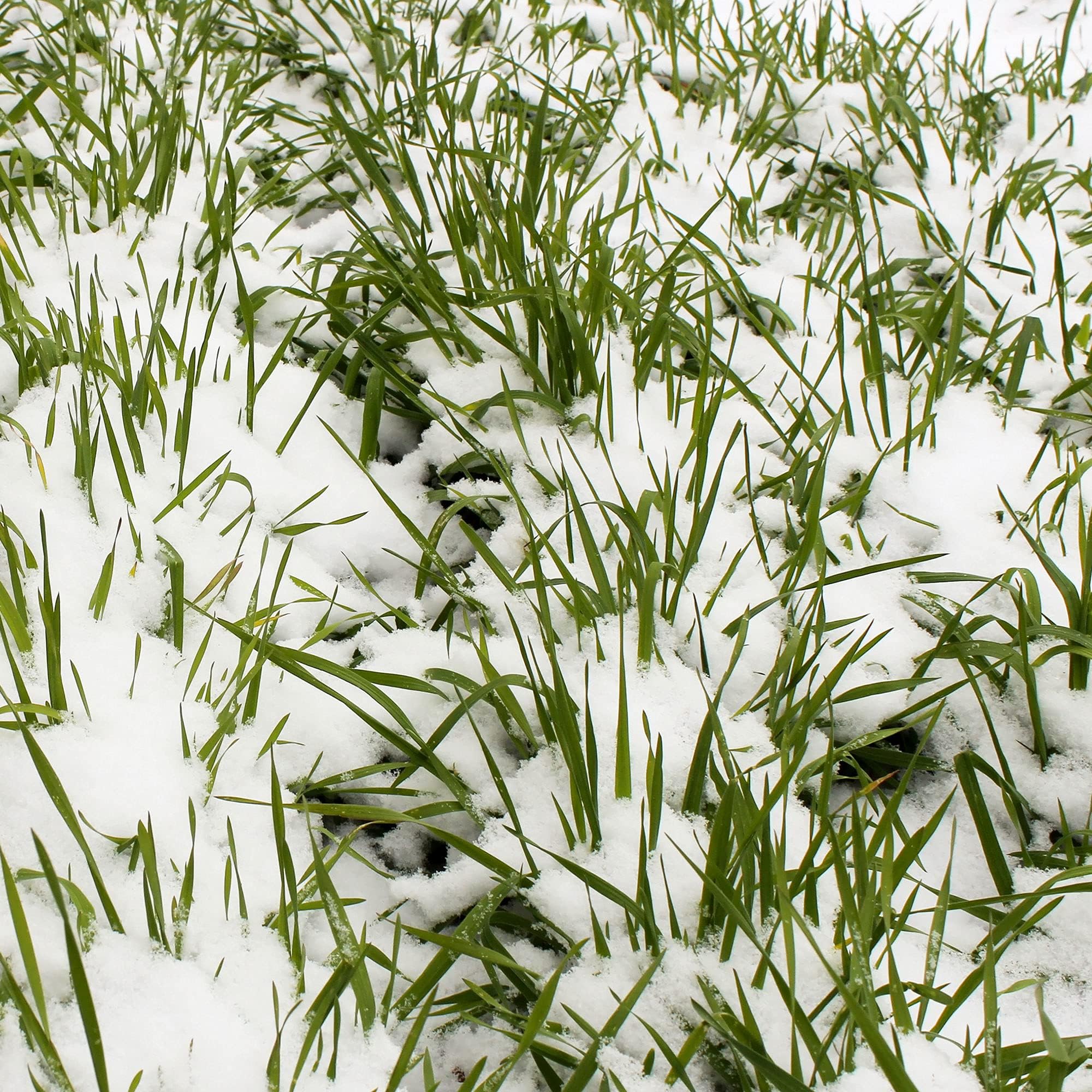 Mountain Valley Seed Company Winter Cereal Rye
