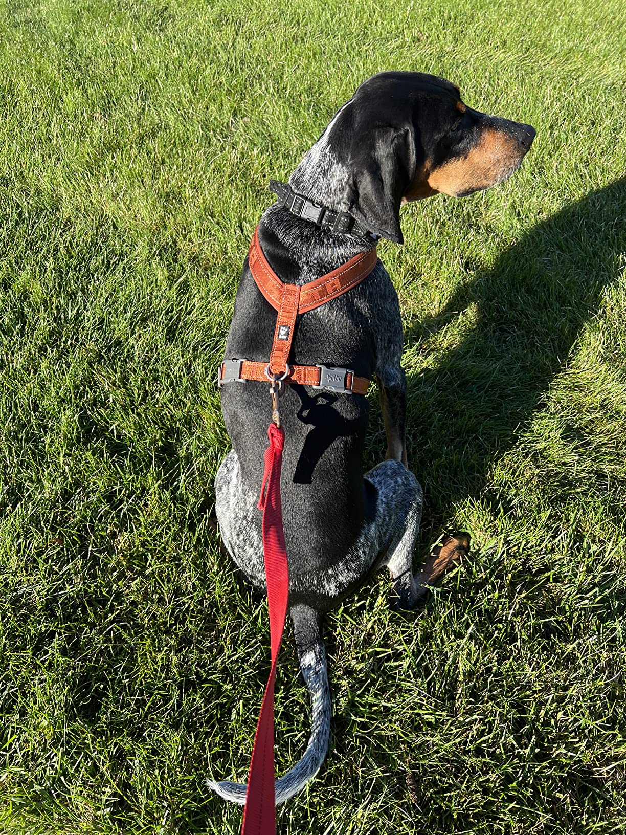 6/mo Finance Hurtta Casual Padded Dog YHarness, Raven, 24 in Buy