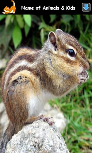 Sons de Animais para Crianças