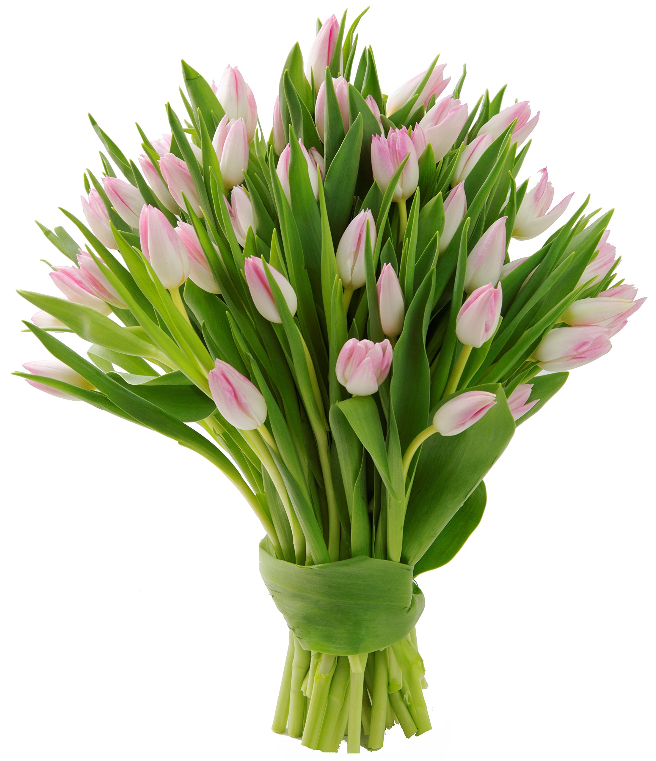 KaBloom 50 Pink Tulips