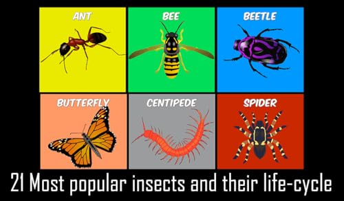 Animals Life Cycle - Insects and Arachnids Free