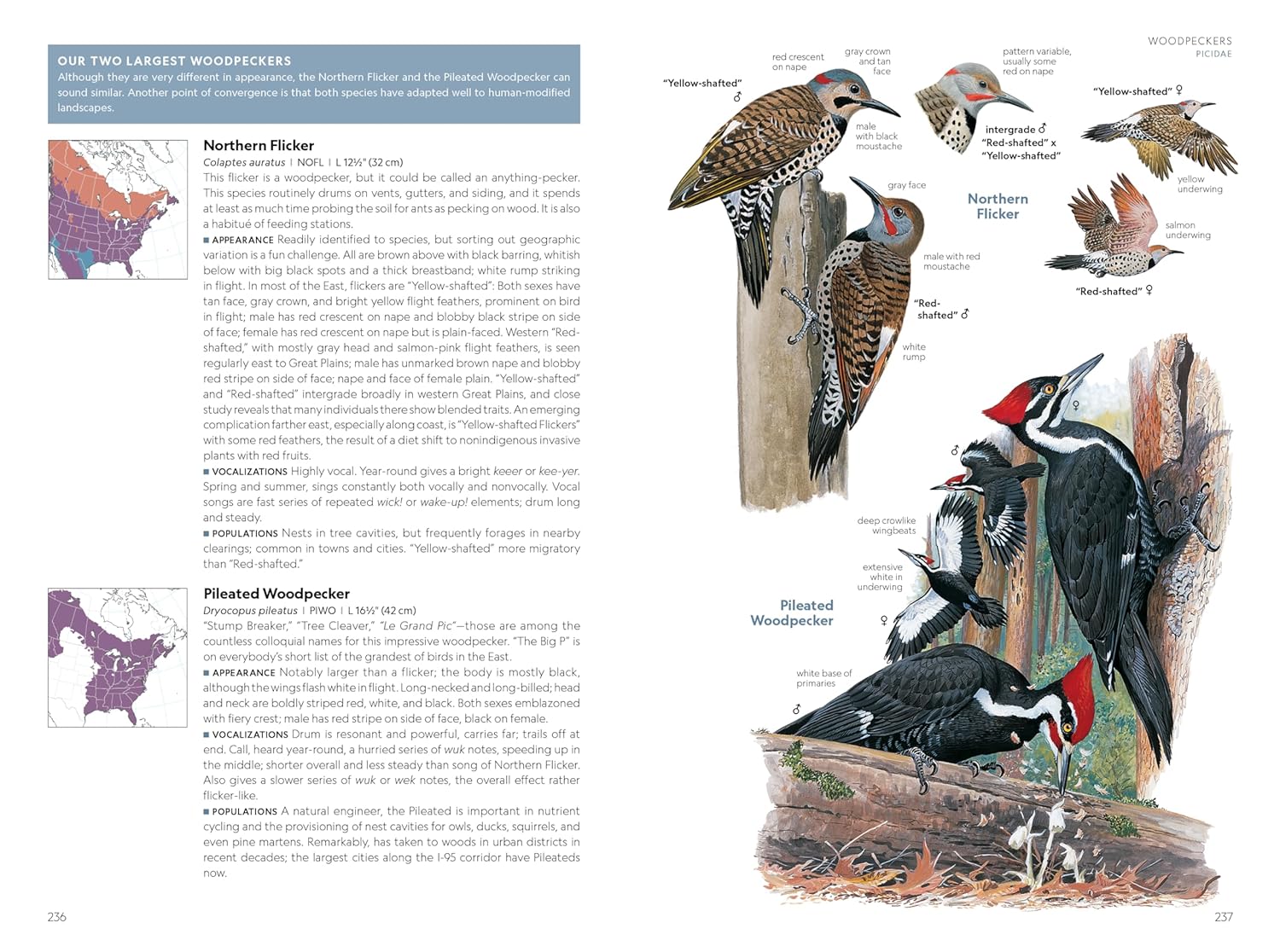 National Geographic Field Guide to the Birds of the United States and Canada―East, 2nd Edition - Image 4