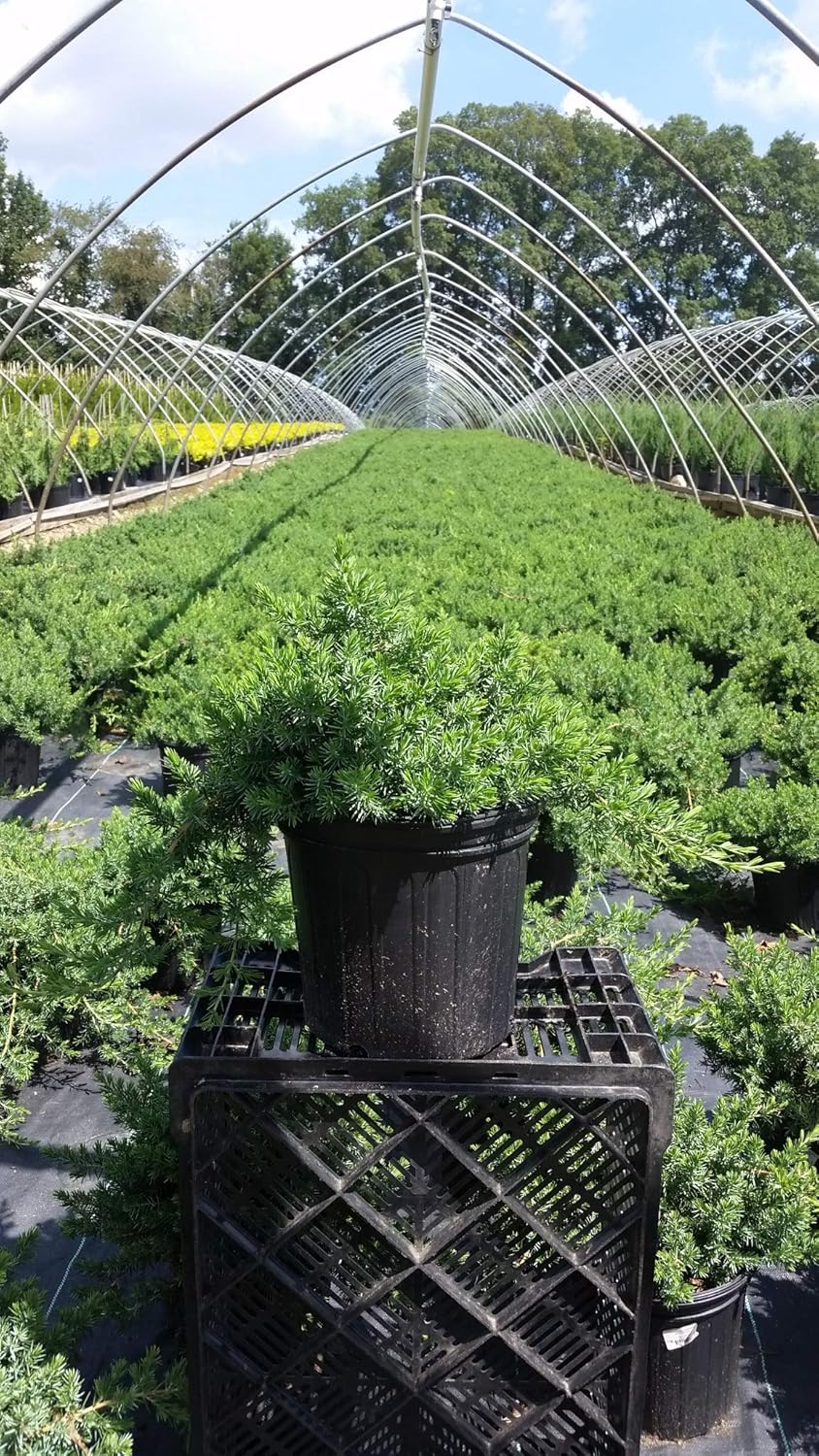 Green Promise Farms JUNIPERUS CONFERTA `Blue Pacific` (‎Shore Juniper) Shrub, 3 Size Container, Green Foliage