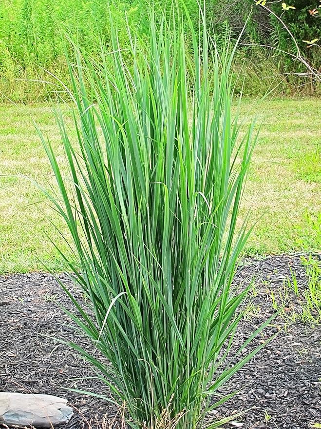 Northwind Switchgrass/Panicum virgatum-3 Containers in 4 Inch Size!